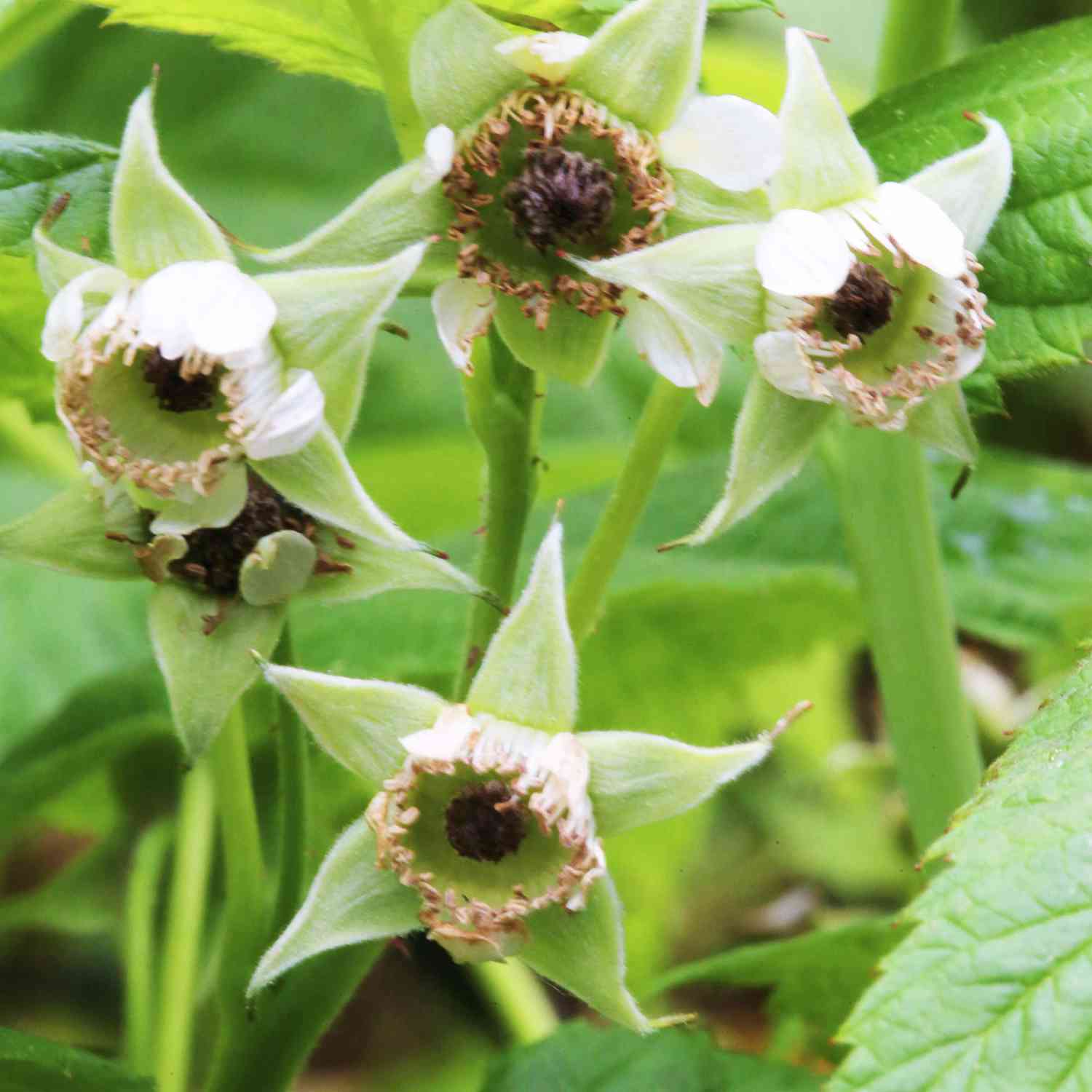 Himbeere 'Autumn Bliss®' Himbeere 'Autumn Bliss®'