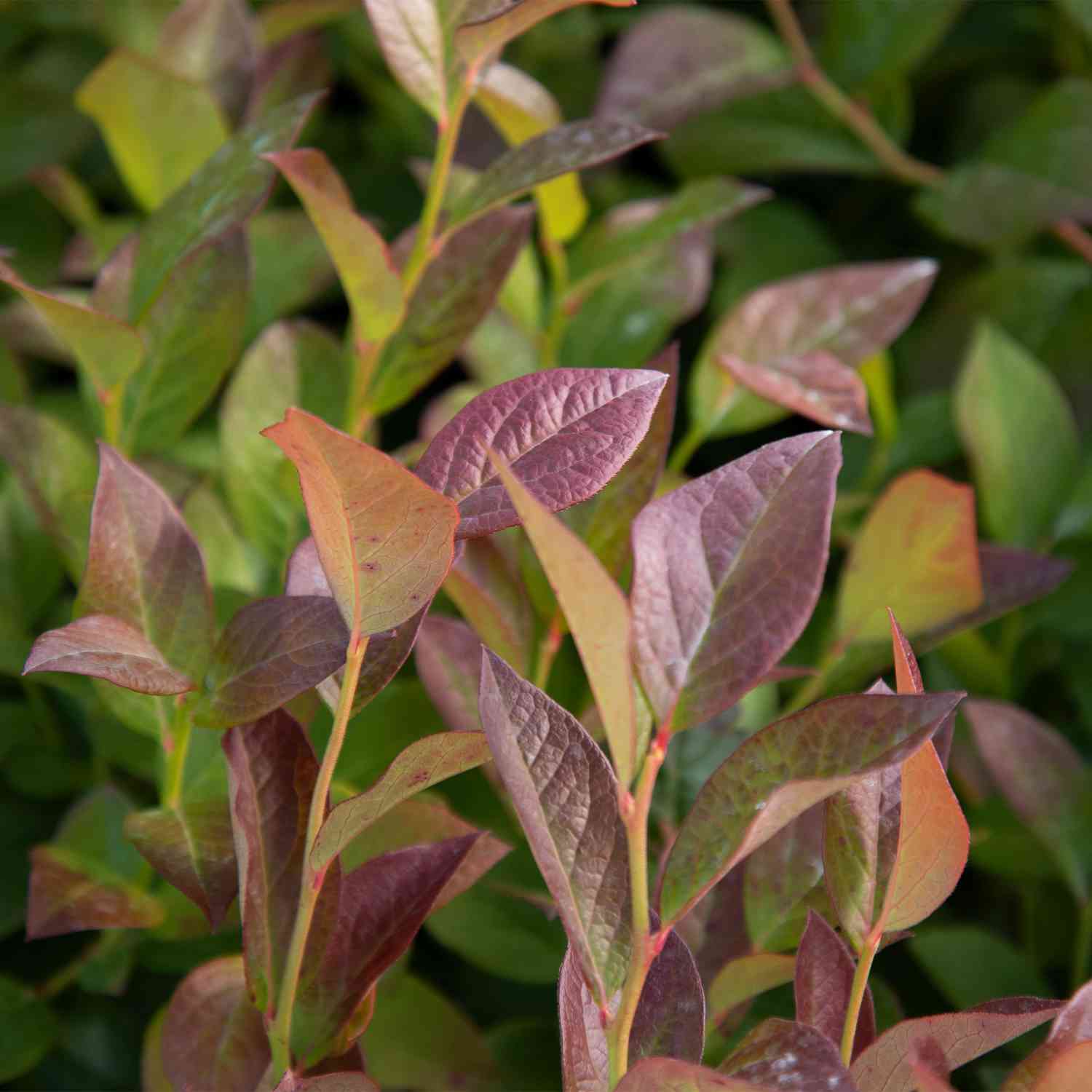 Heidelbeere 'Bluecrop'