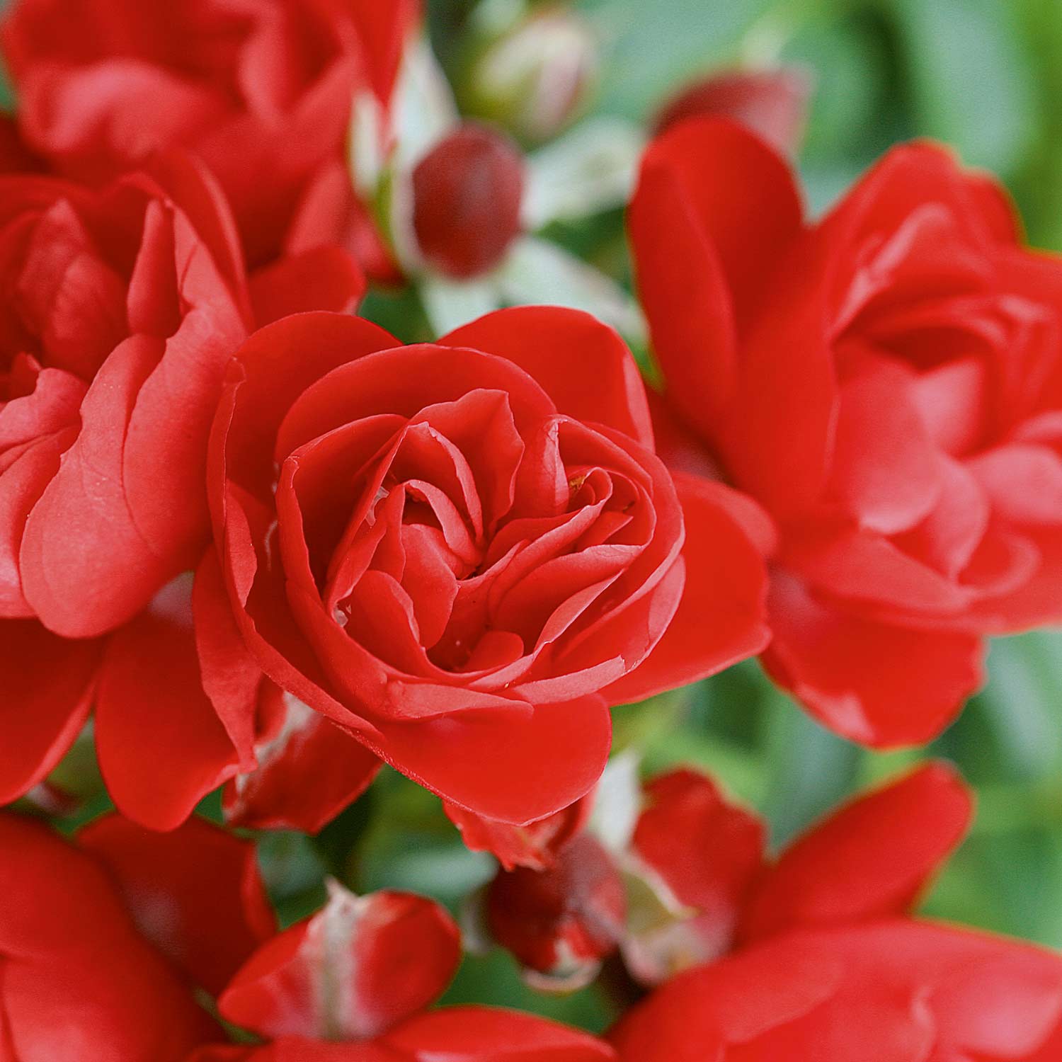 Bodendeckerrose 'Flower Carpet® Sorrento®' - ADR-Rose, 3 - 5 Liter, 3 starke Triebe, A-Qualität Liefergröße: A-Qualität, 3 starke Triebe