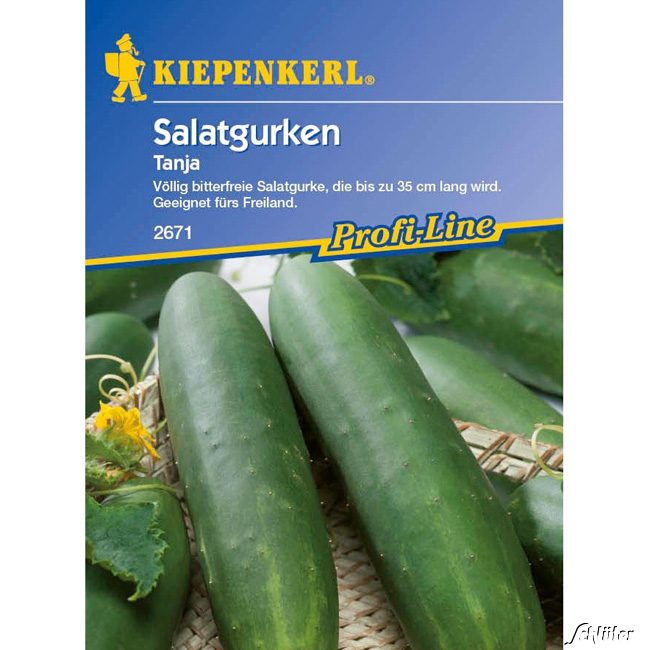 Salatgurke 'Tanja' Lieferform: Portionssaatgut
