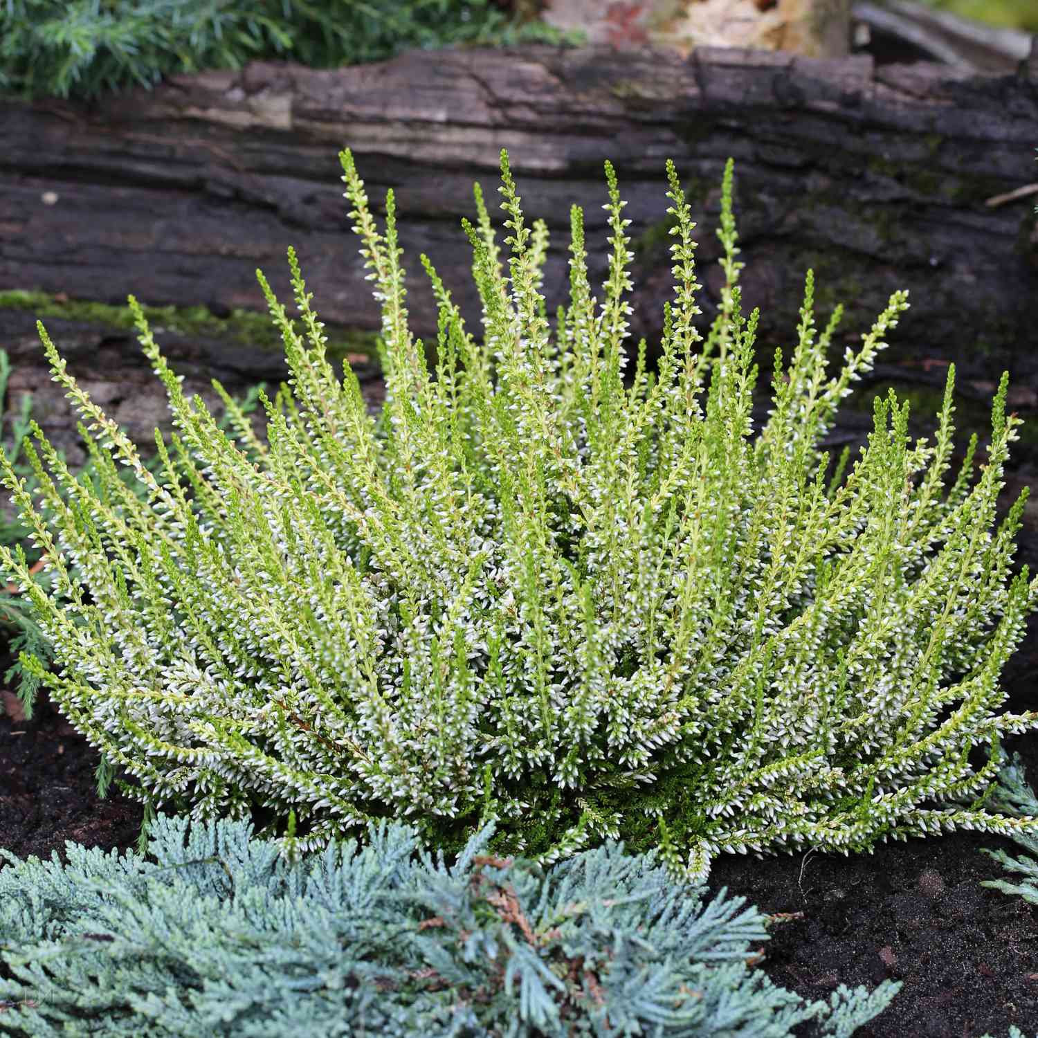 Winterharte Knospenheide 'Sandy' (Garden Girls®) Winterharte Knospenheide 'Sandy' (Garden Girls®)