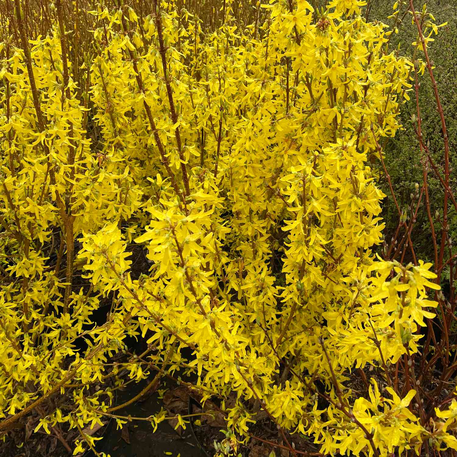 Goldgl ckchen Forsythie Spectabilis Kaufen goldgl-ckchen-forsythie-spectabilis-kaufen