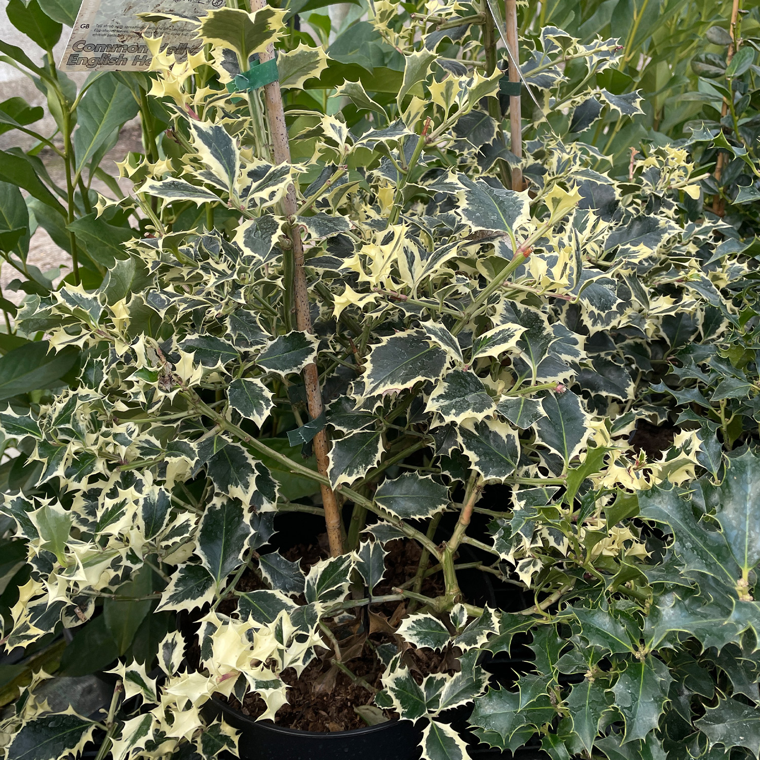 Weißbunte Stechpalme 'Argentea Marginata'