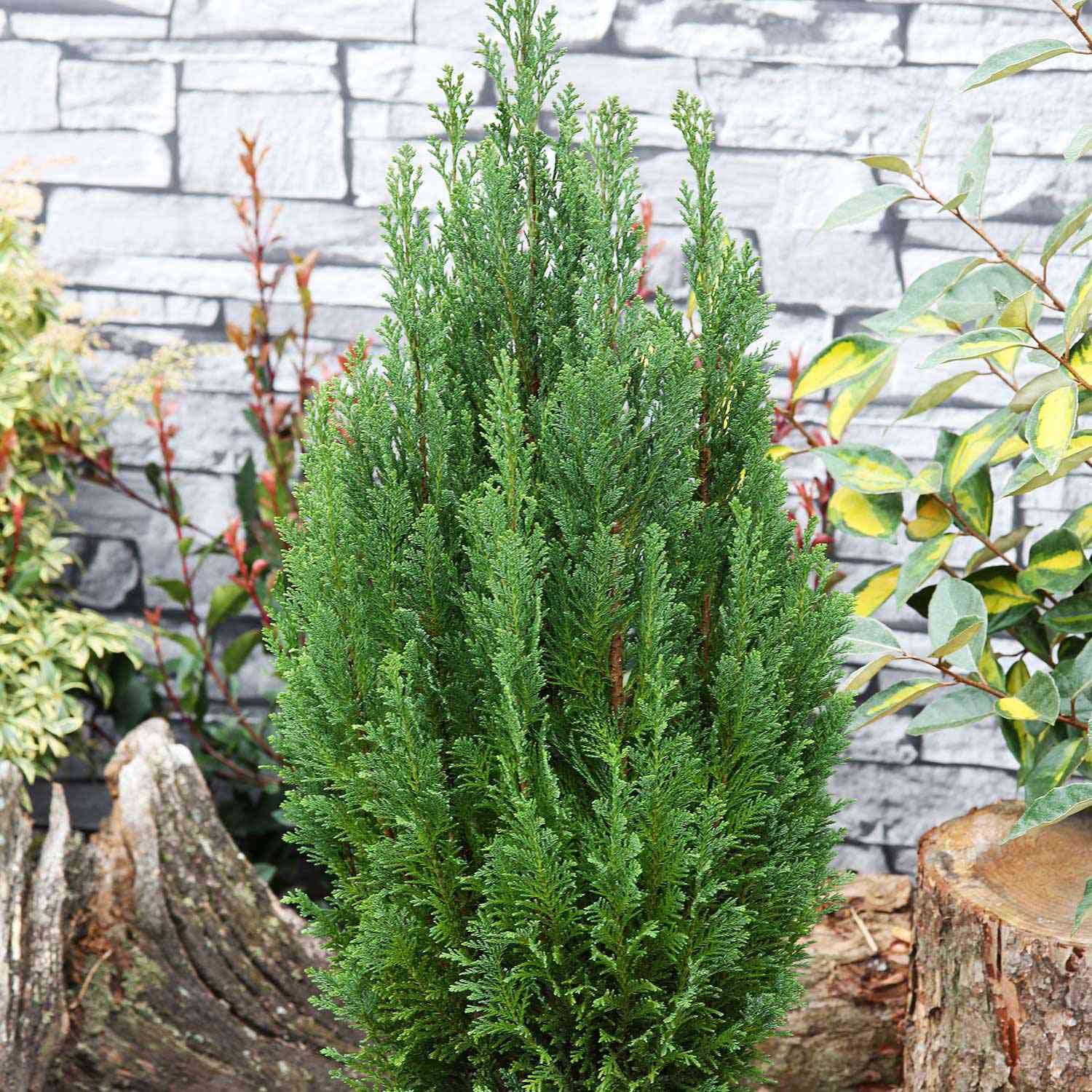 Säulenzypresse 'Ellwoodii' Säulenzypresse 'Ellwoodii'