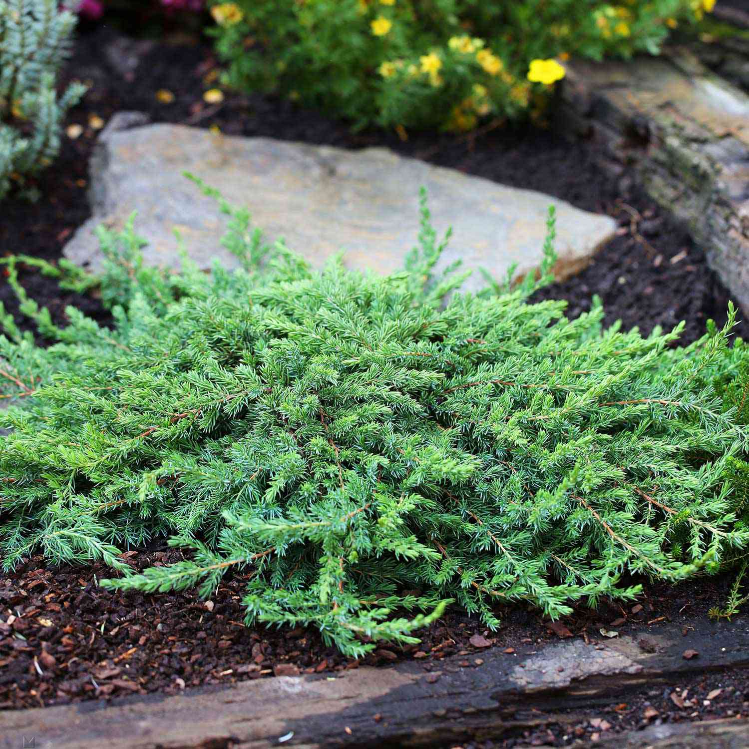 Wildwacholder 'Green Mantle'