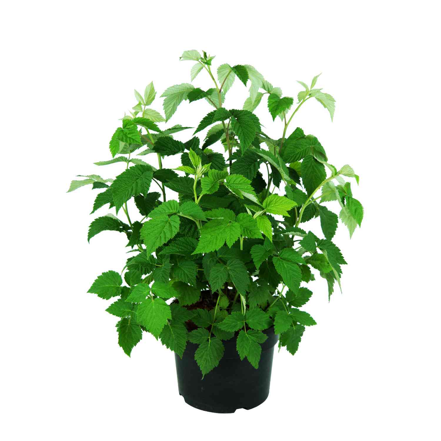 Himbeere 'Autumn Bliss®'