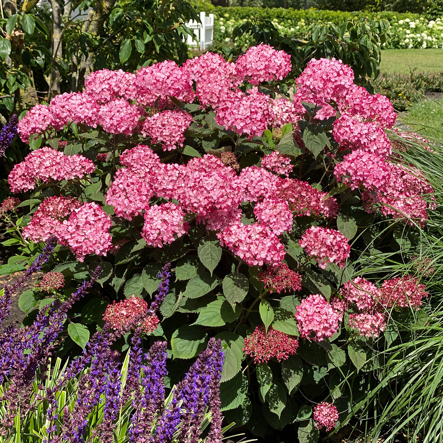 Ballhortensie Proven Winners® 'Ruby Annabelle®' Liefergröße: 40 - 60 cm