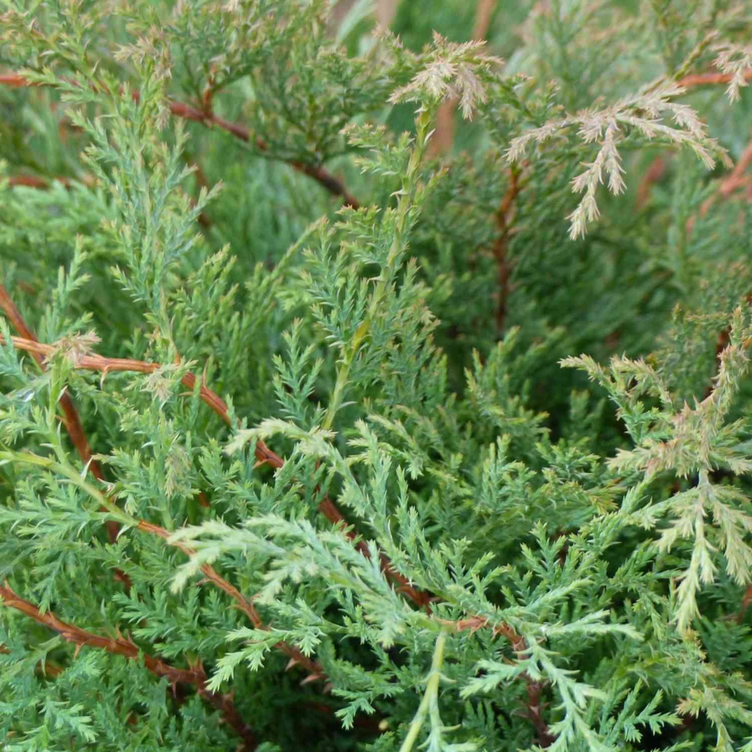 Fächerwacholder