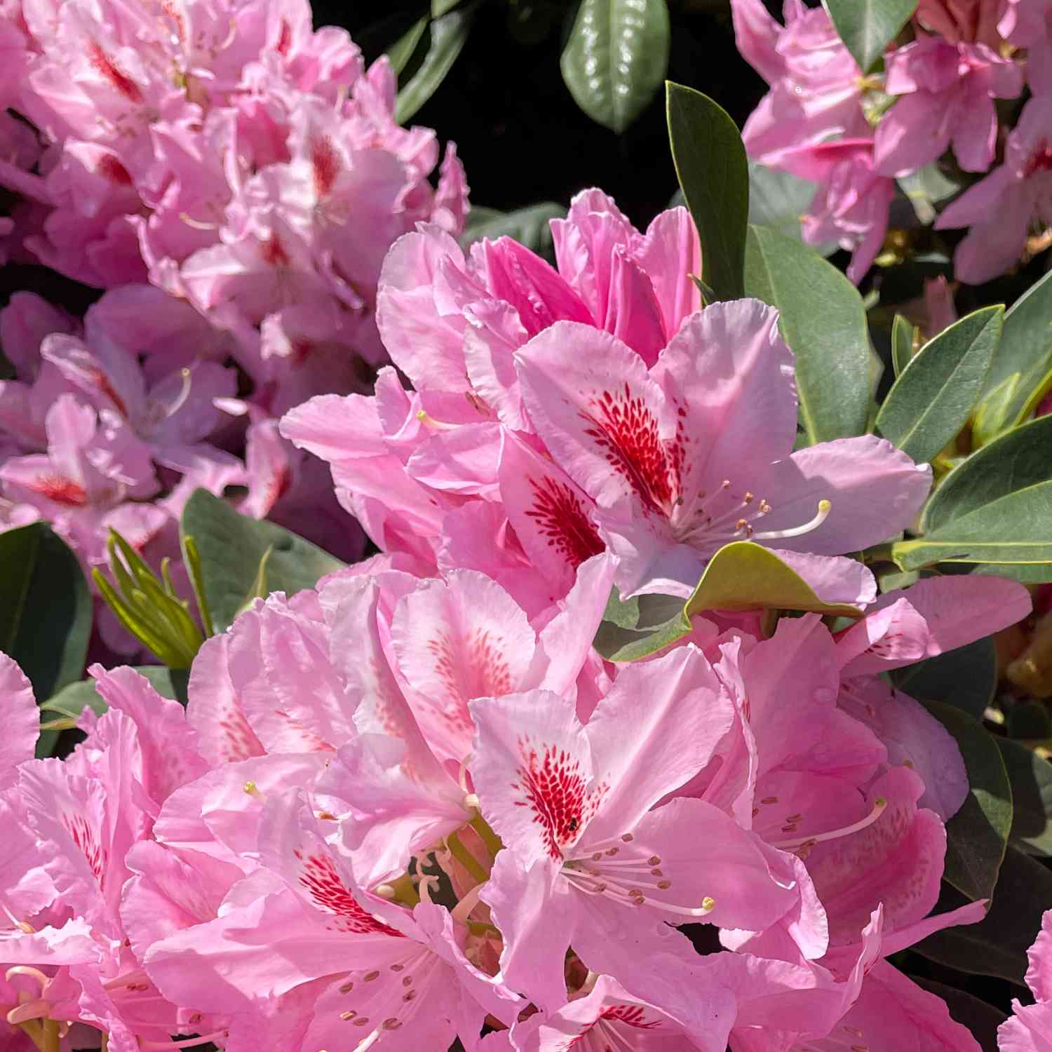 Rhododendron 'Furnivall's Daughter' - Easydendron® Rhododendron 'Furnivall's Daughter' - Easydendron®