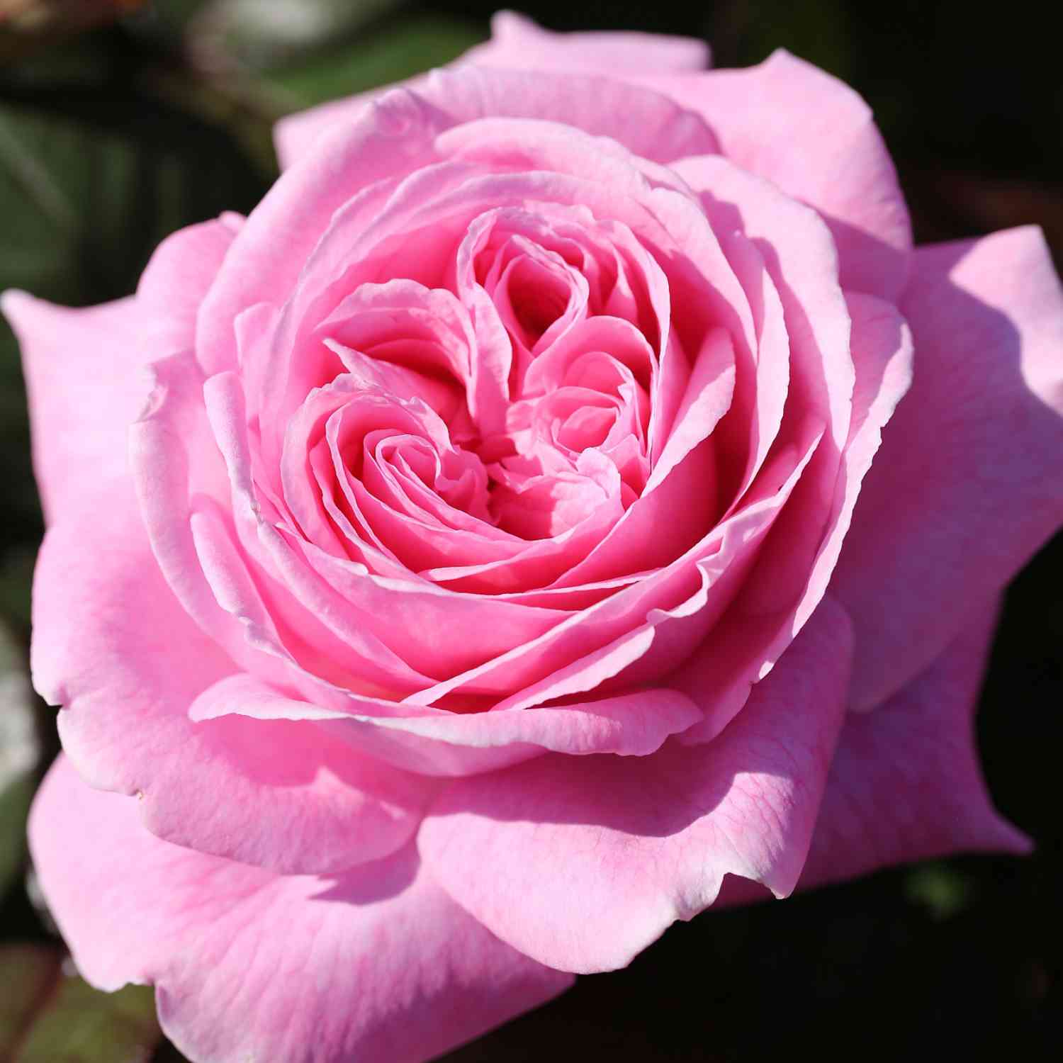 Beetrose 'Rosengräfin Marie Henriette'
