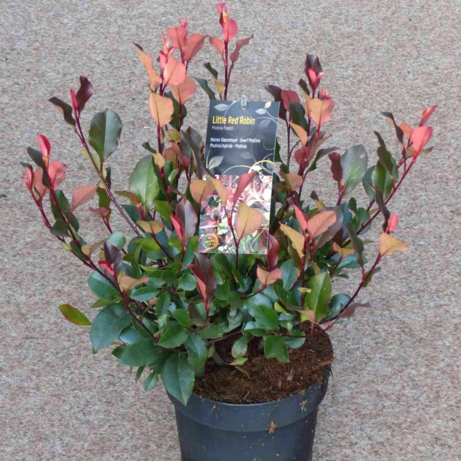 Rote Glanzmispel 'Little Red Robin'