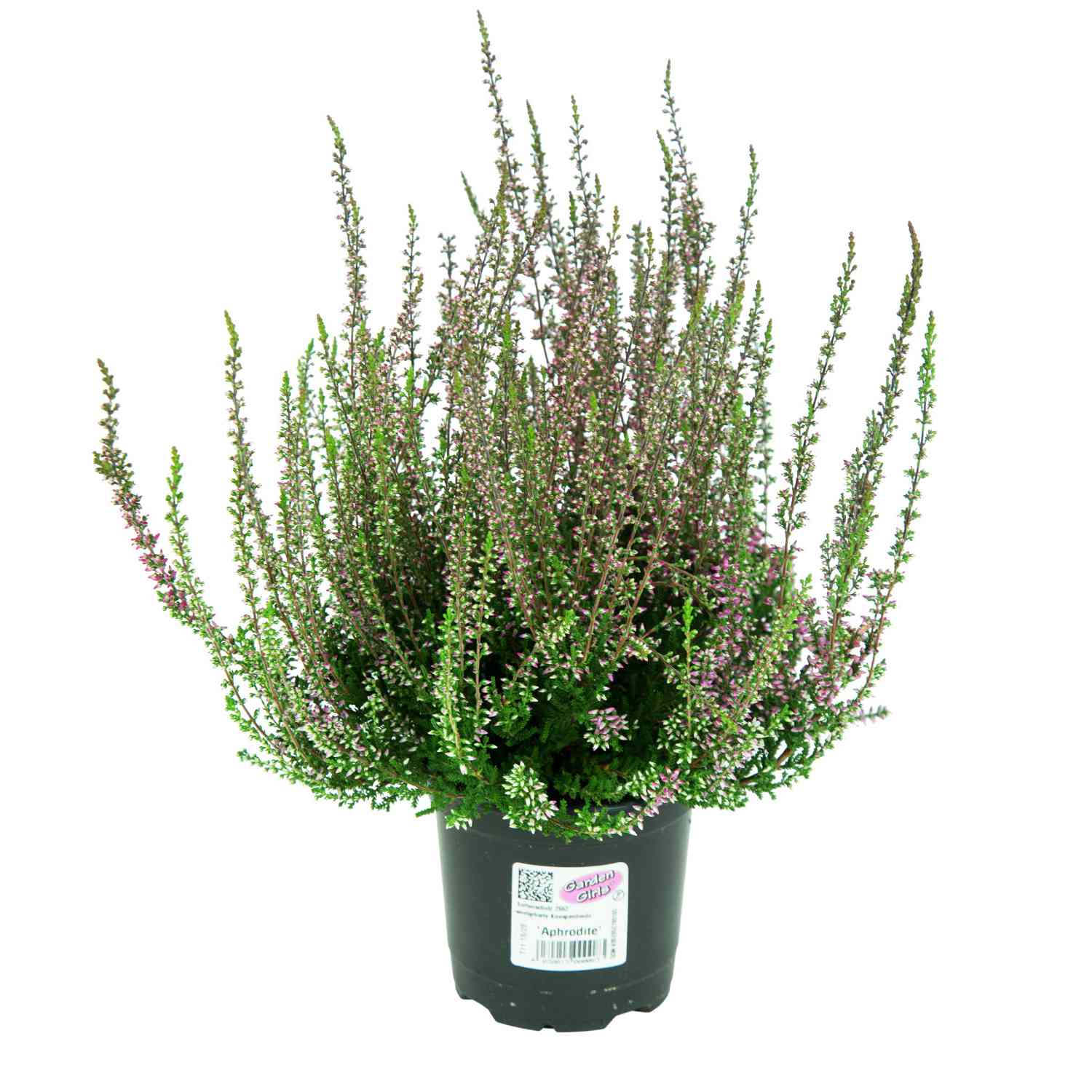Knospenheide 'Aphrodite' (Garden Girls®)