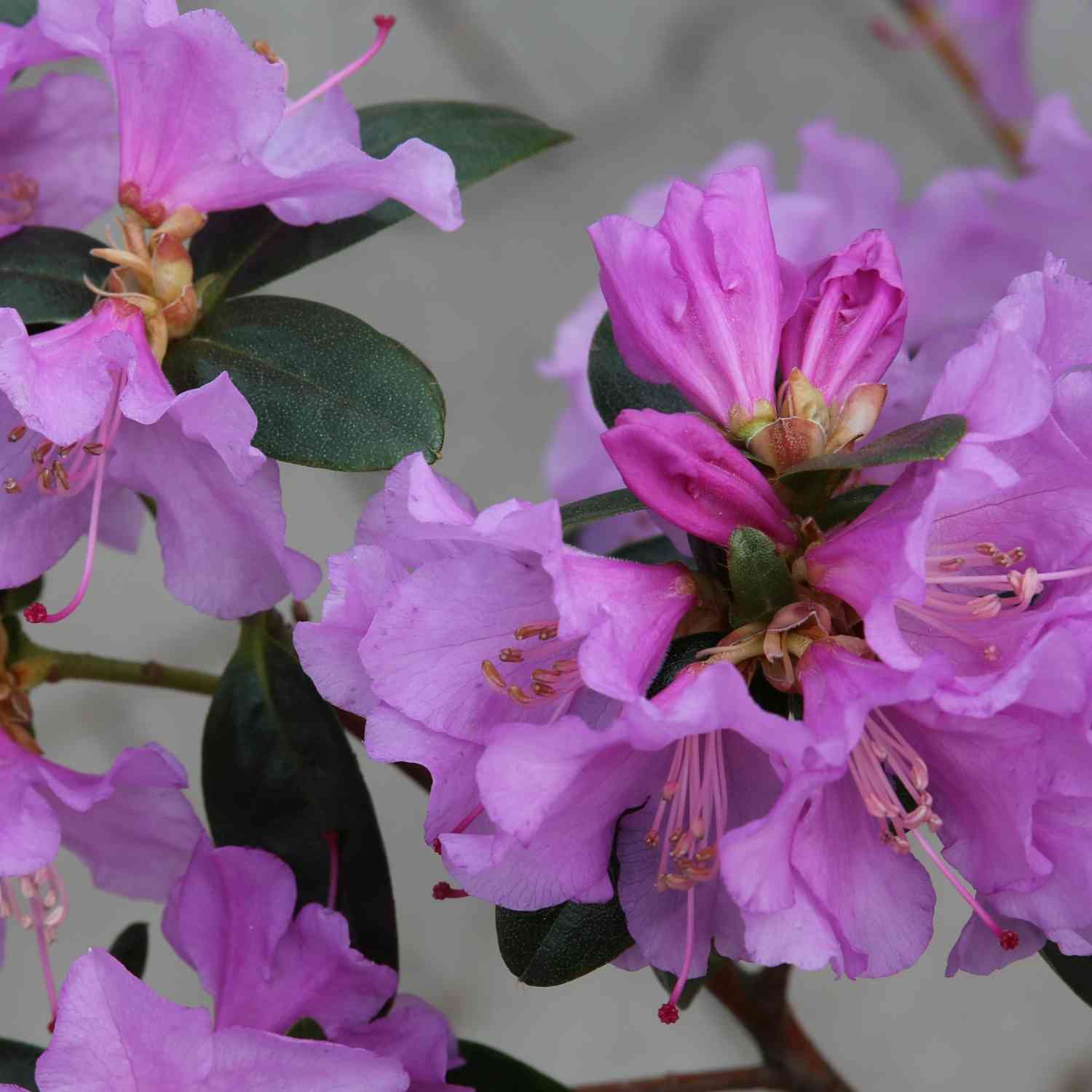 Zwerg-Rhododendron 'Praecox'