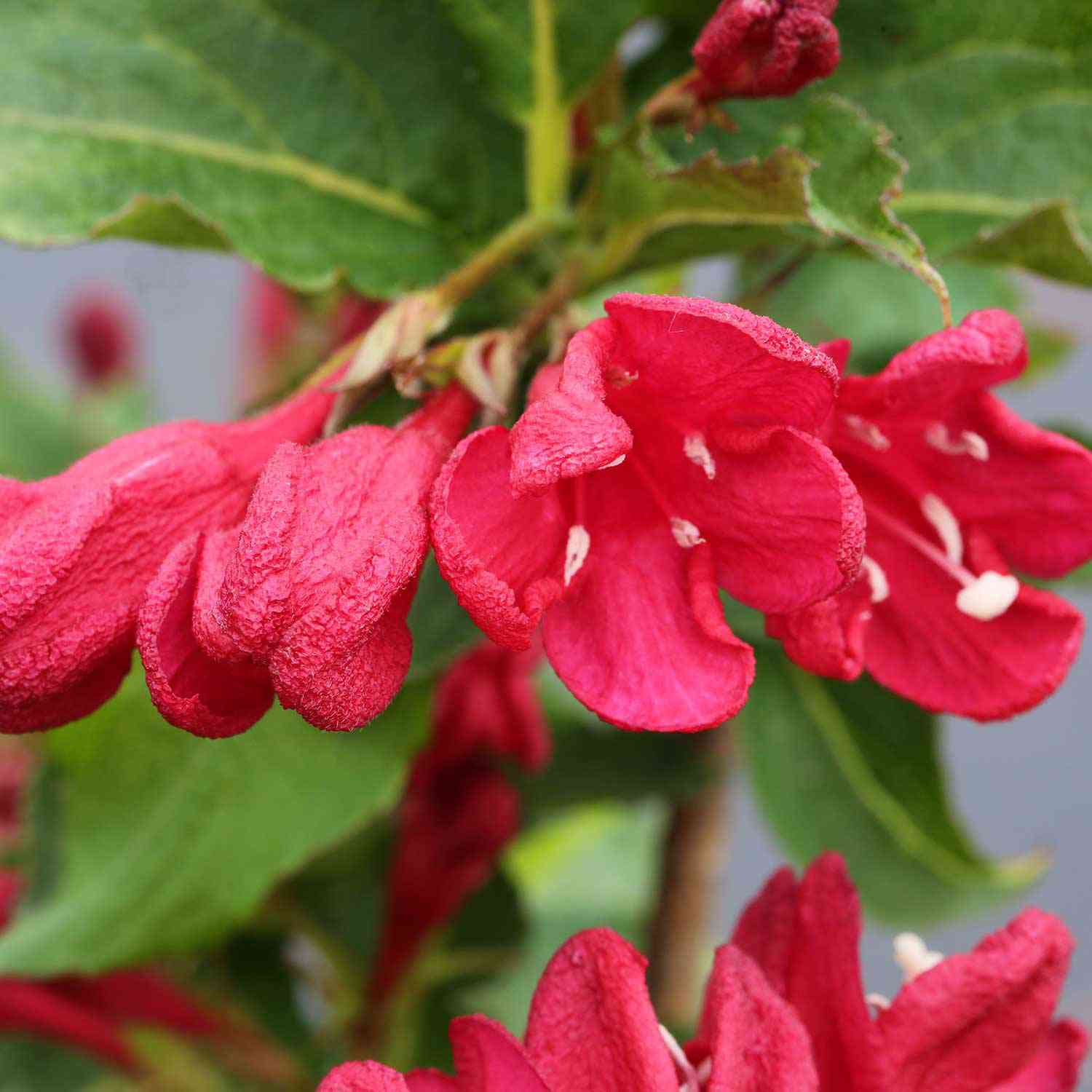 Weigelie 'Red Prince'