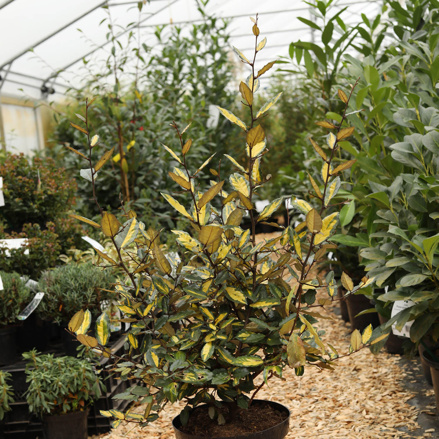 Buntlaubige Ölweide 'Maculata' Liefergröße: 60 - 80 cm