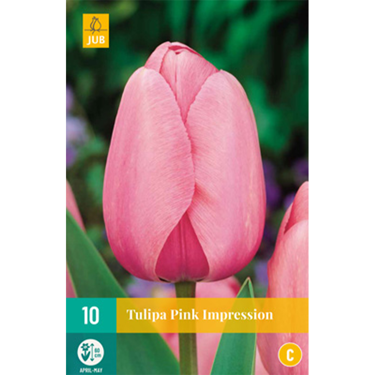 Darwin-Hybrid Tulpe 'Pink Impression' - 7 Stück Liefergröße: Zwiebelgröße 11/12