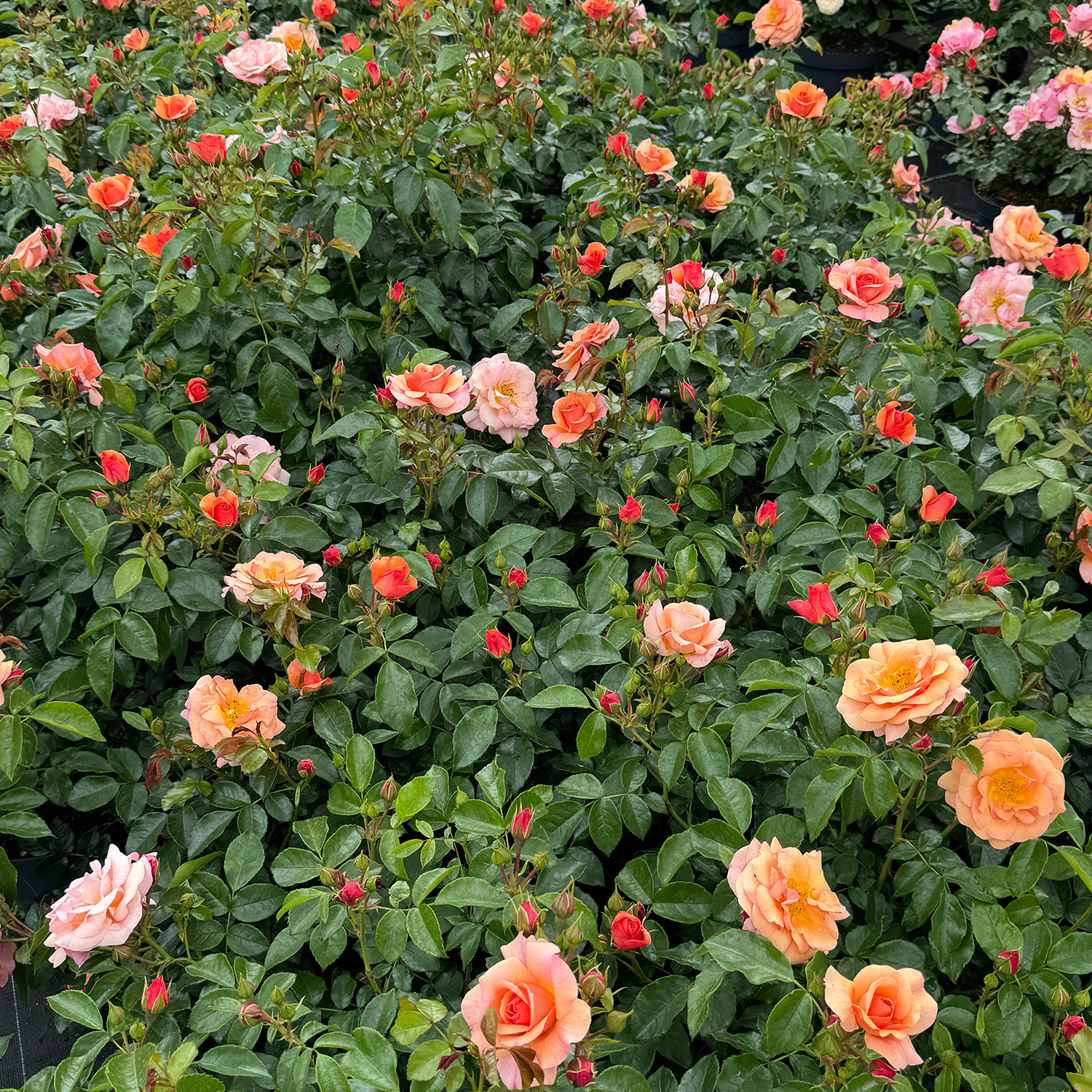 Beetrose 'Aprikola' Beetrose 'Aprikola'