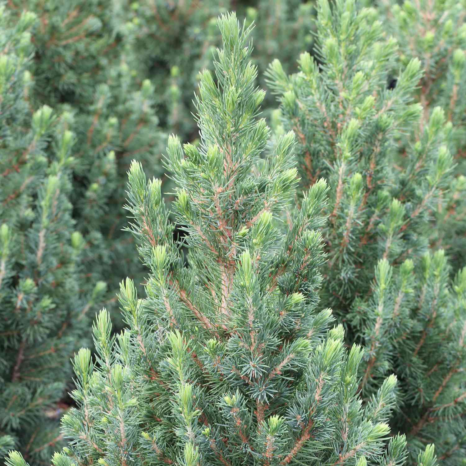 Zuckerhutfichte Zuckerhutfichte