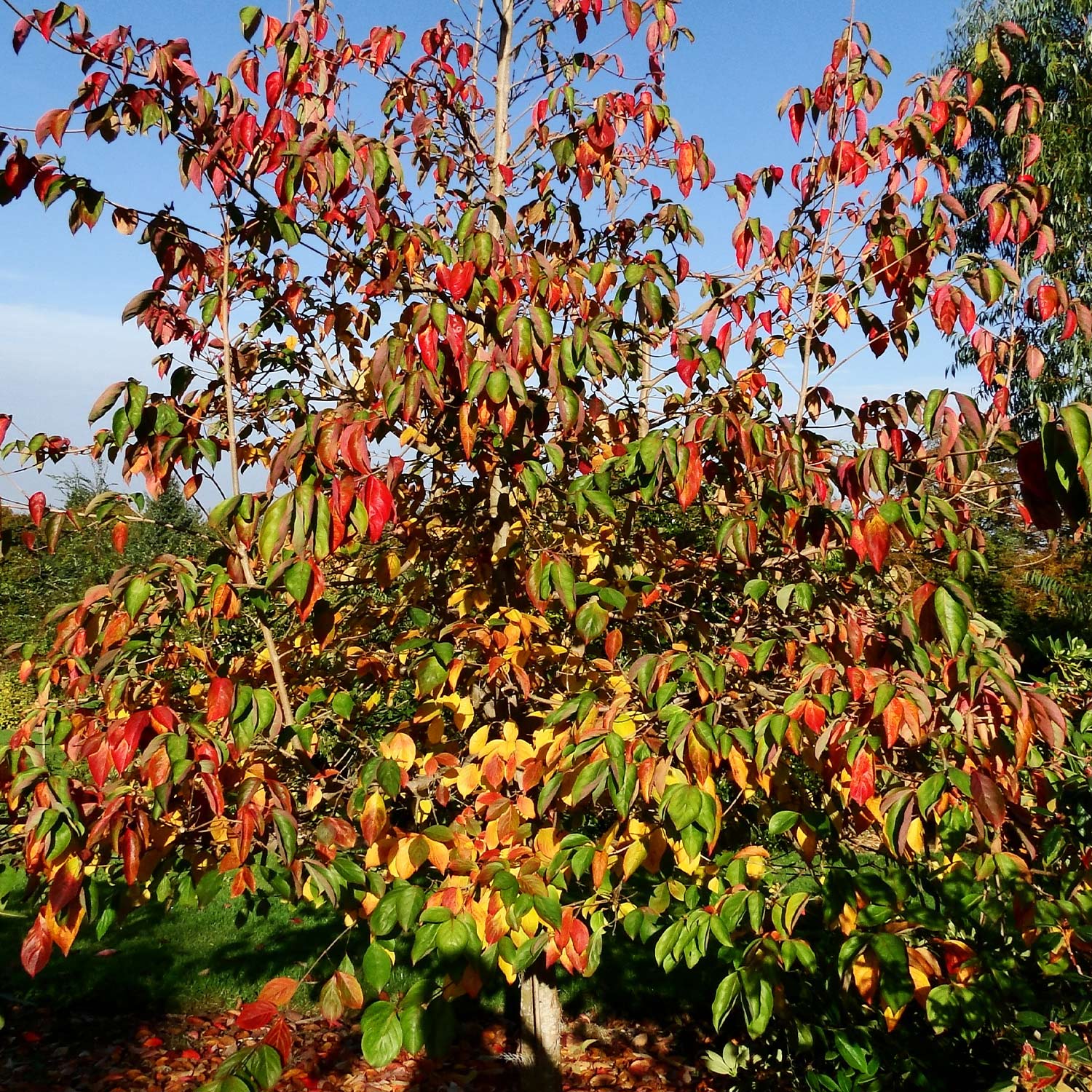 Blumenhartriegel 'Soleil Rouge', 5 Liter, 60 - 80 cm Liefergröße: 60 - 80 cm