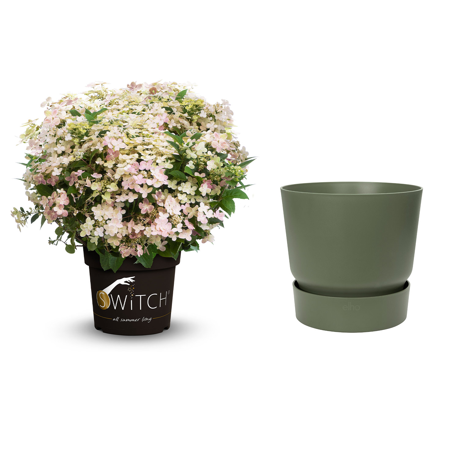 Mini-Rispenhortensie 'Switch®  Ophelia' mit Topf grün ohne Erde Mini-Rispenhortensie 'Switch®  Ophelia' mit Topf grün ohne Erde
