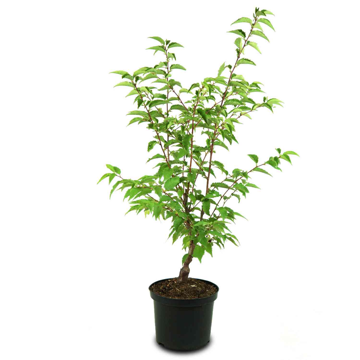 Zwerg-Zierkirsche 'Brilliant' Zwerg-Zierkirsche 'Brilliant'