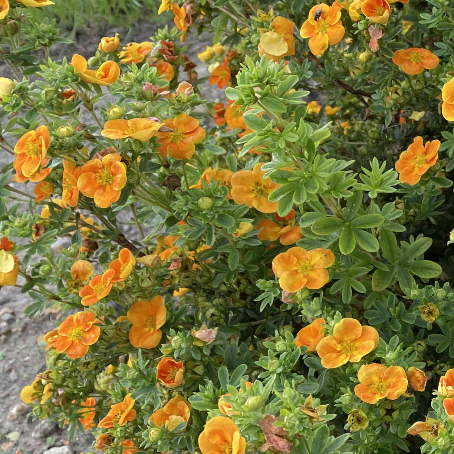 Fingerstrauch 'Mandarin Tango®'