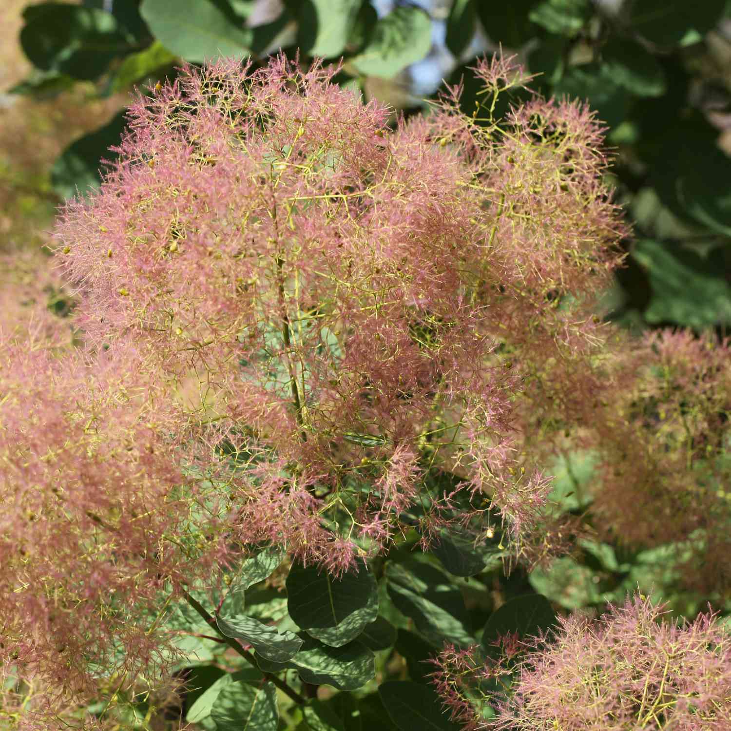 Perückenstrauch 'Young Lady' Perückenstrauch 'Young Lady'