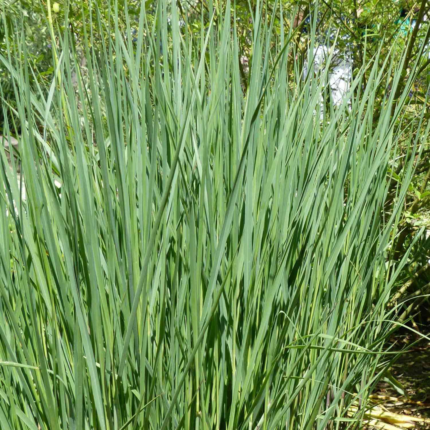 Garten-Ruten-Hirse 'Heavy Metal'