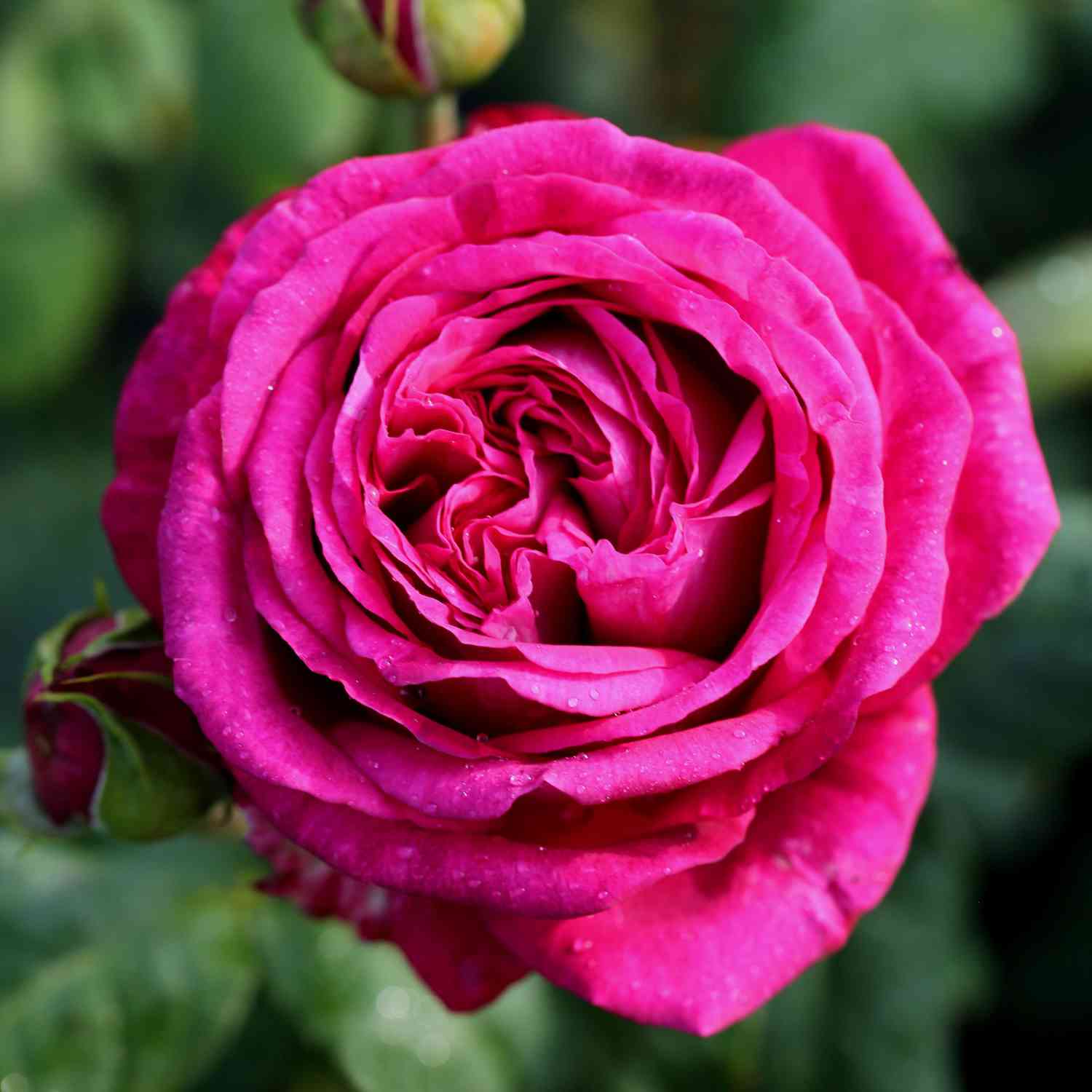 Edelrose 'Johann Wolfgang von Goethe' Edelrose 'Johann Wolfgang von Goethe'