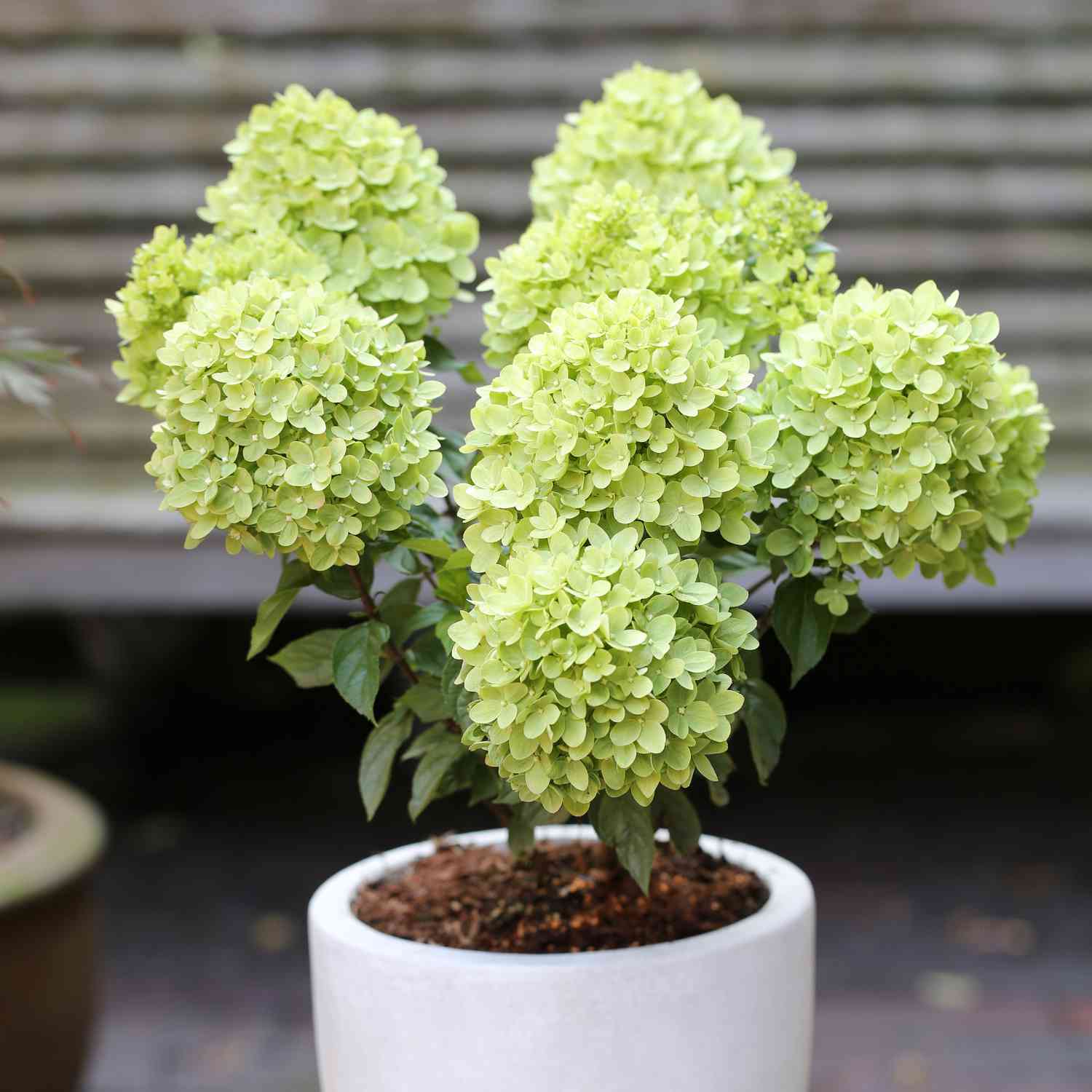 Zwerg-Rispenhortensie 'Little Lime'®
