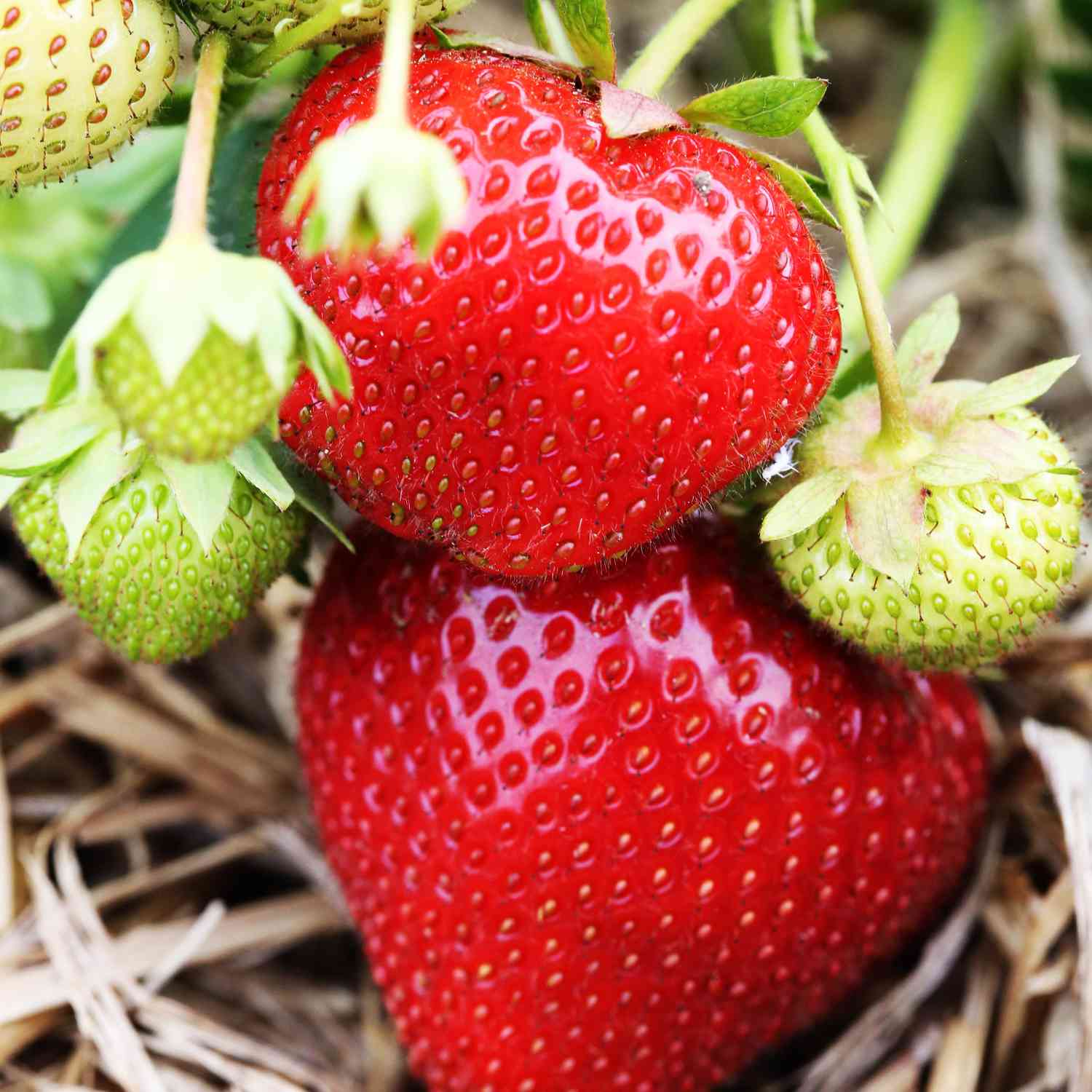 Erdbeere 'Korona®' Erdbeere 'Korona®'