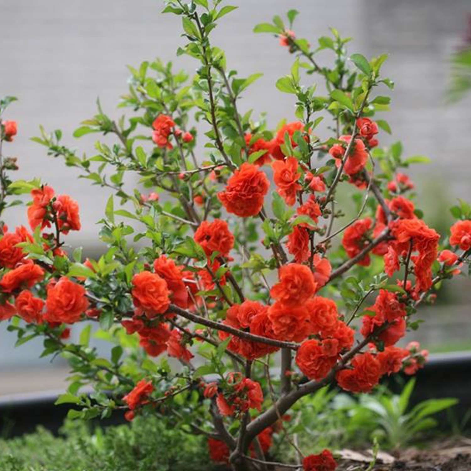 Gefüllte Zierquitte 'Orange Storm' 3 Liter Container, 40 - 60 cm Liefergröße: 40 - 60 cm