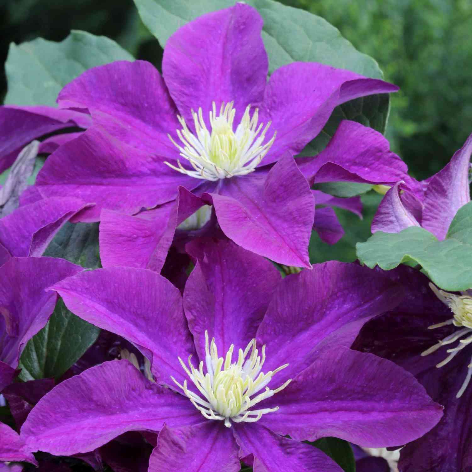 Clematis 'Warszawska Nike' Clematis 'Warszawska Nike'