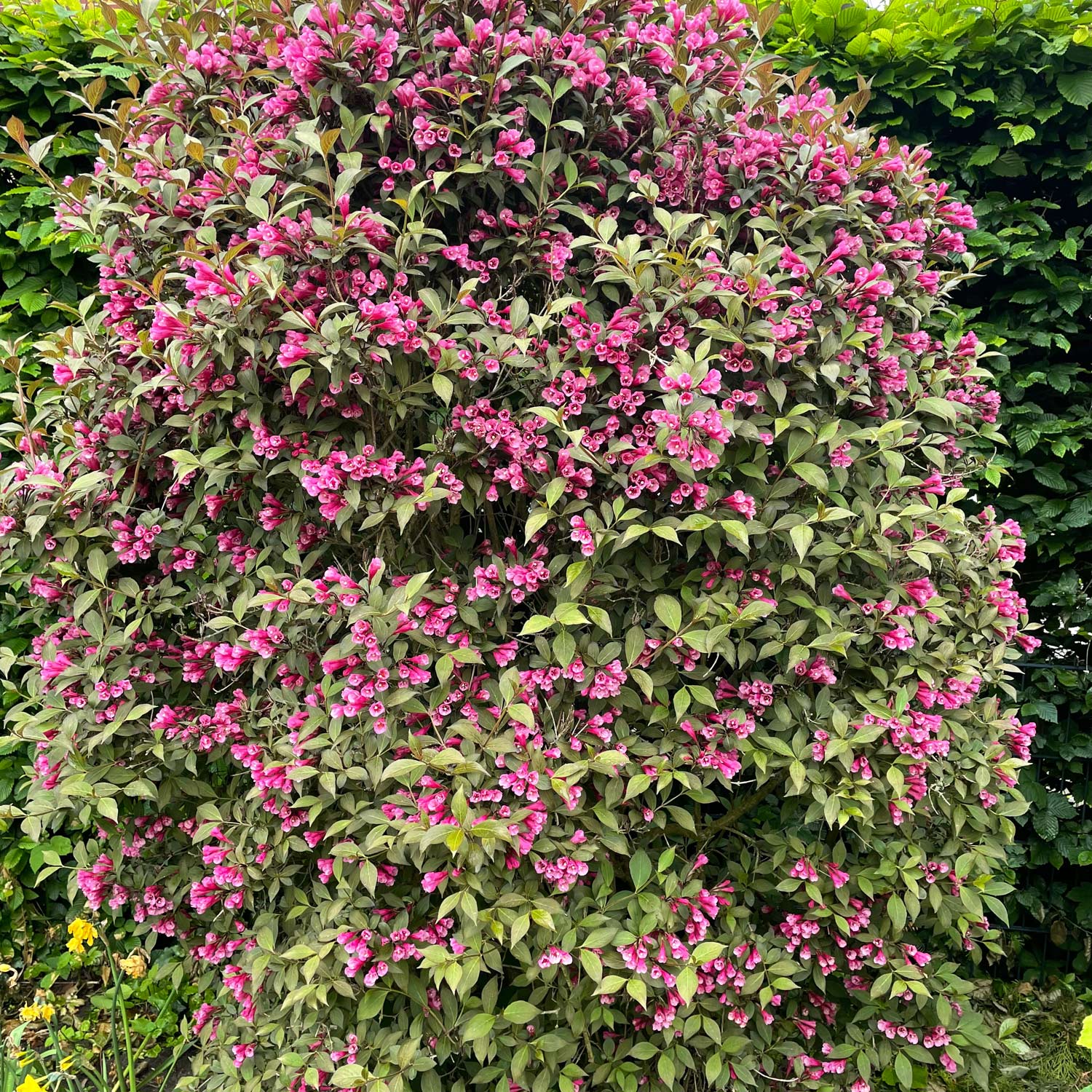 Weigelie 'Victoria'