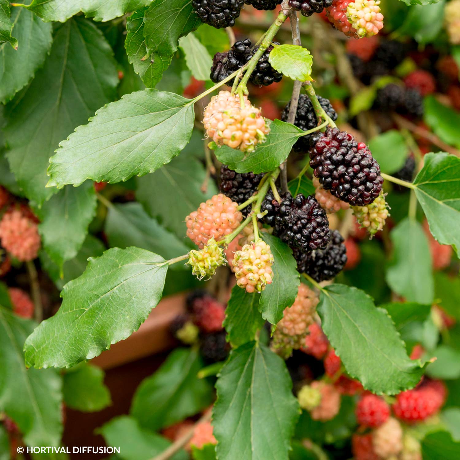 Schwarze Zwerg-Maulbeere 'Mojo Berry®' C5 40 - 60 cm Liefergröße: 40 - 60 cm