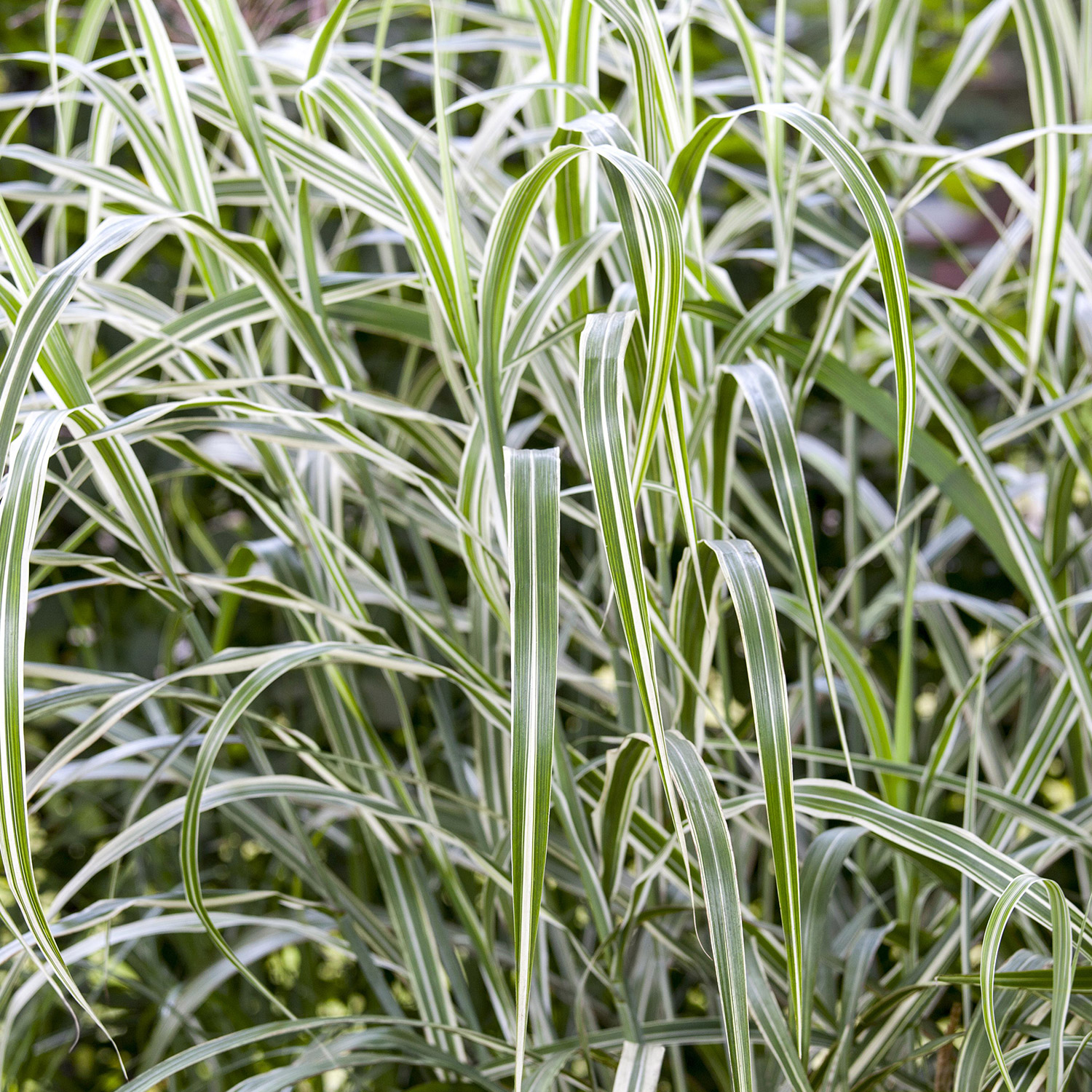 Chinaschilf 'Cosmopolitan' Lieferform: Im 0,5 Liter Topf
