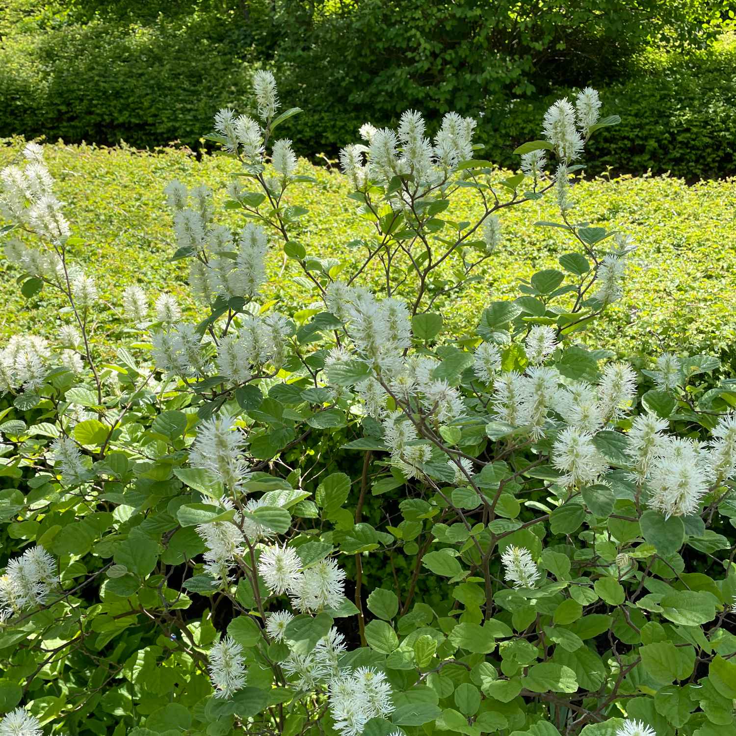 Zimterle - Silberkerzenstrauch Zimterle - Silberkerzenstrauch