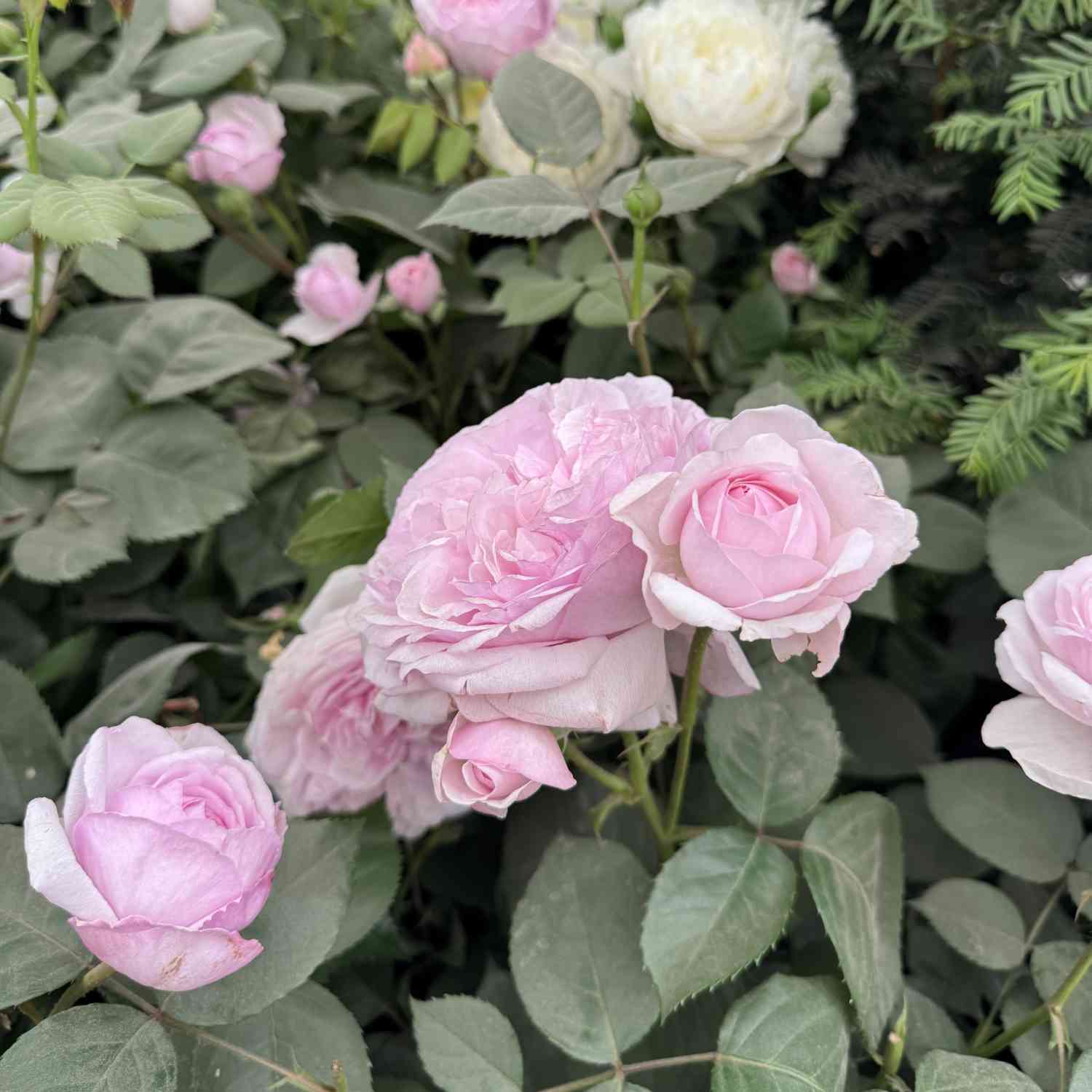 David Austin Rose 'Olivia Rose Austin®'