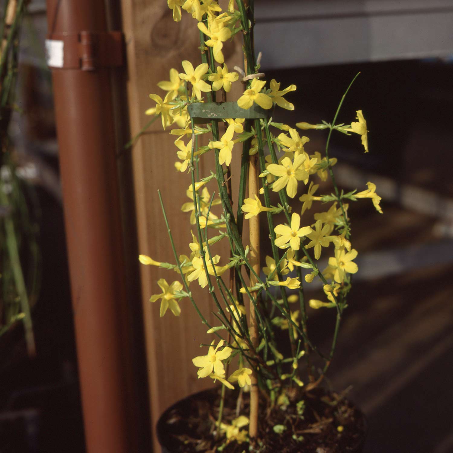 Winterjasmin