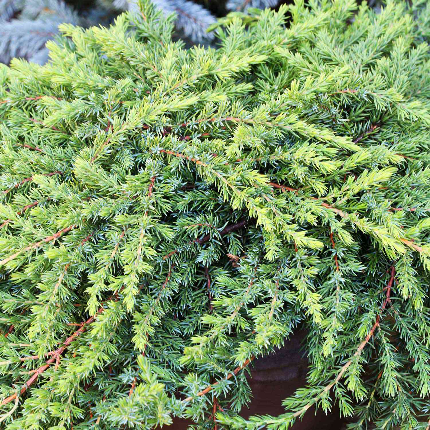 Wildwacholder 'Green Mantle'