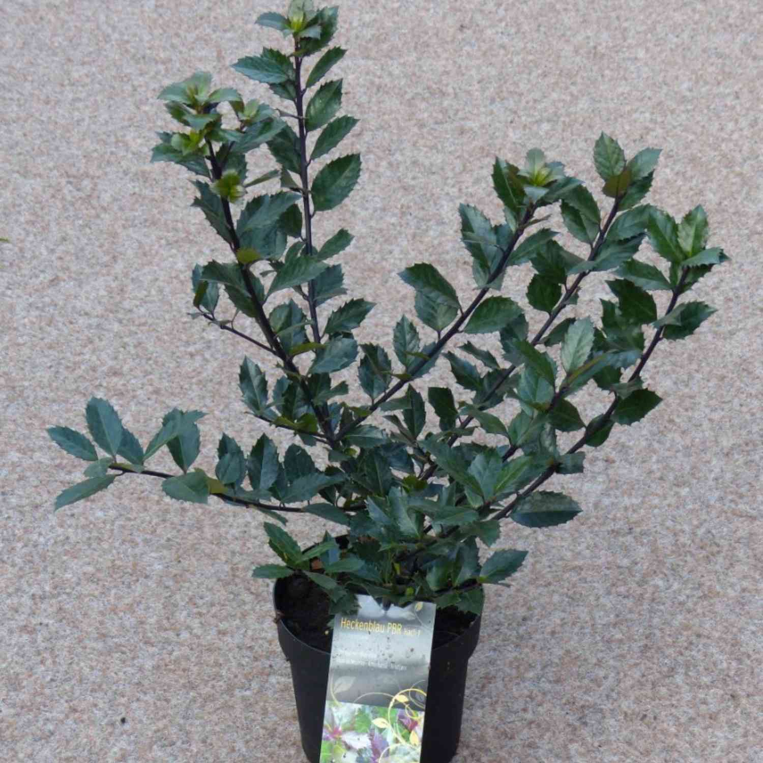 Stechpalme 'Heckenblau®' Stechpalme 'Heckenblau®'