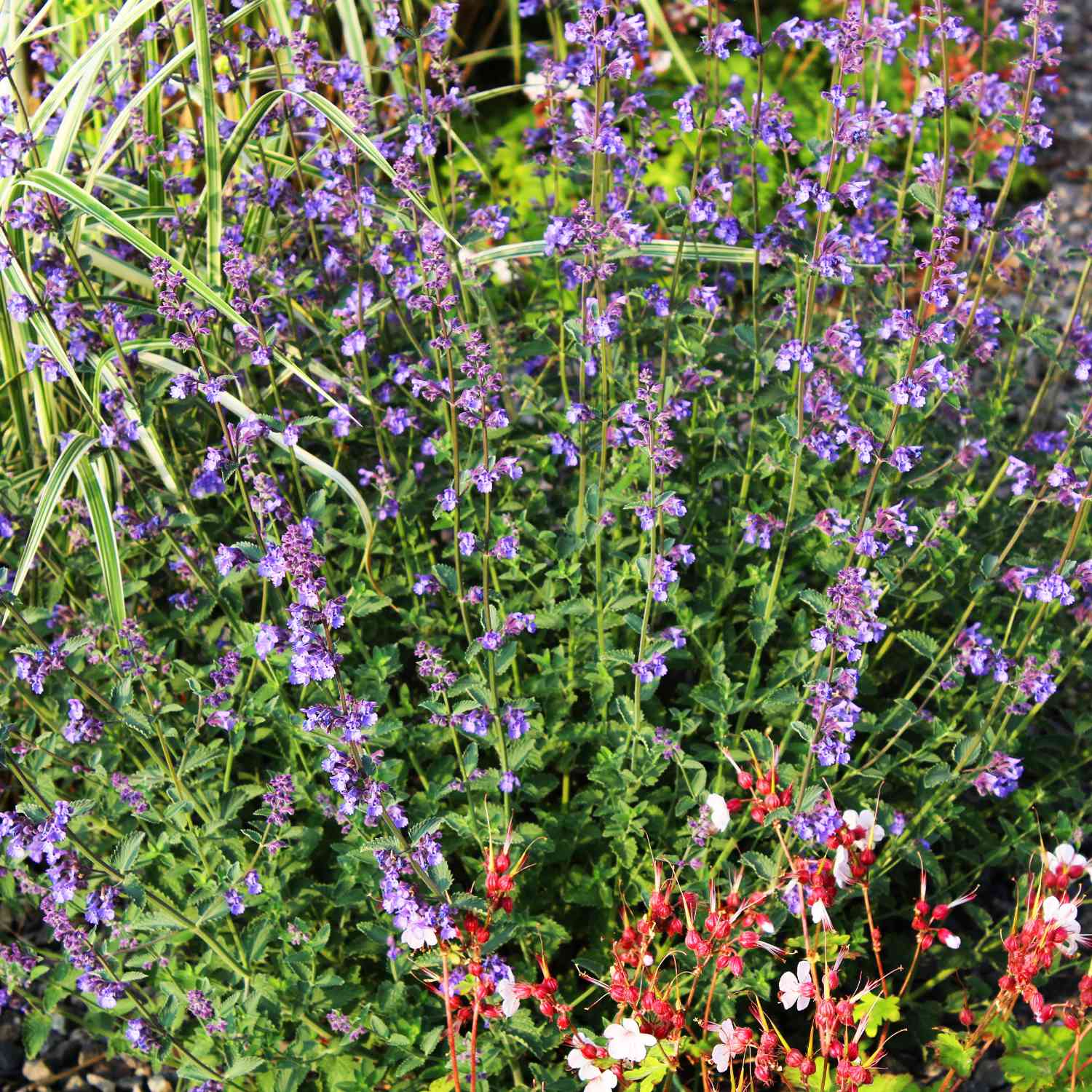 Garten-Katzen-Minze 'Walker´s Low'