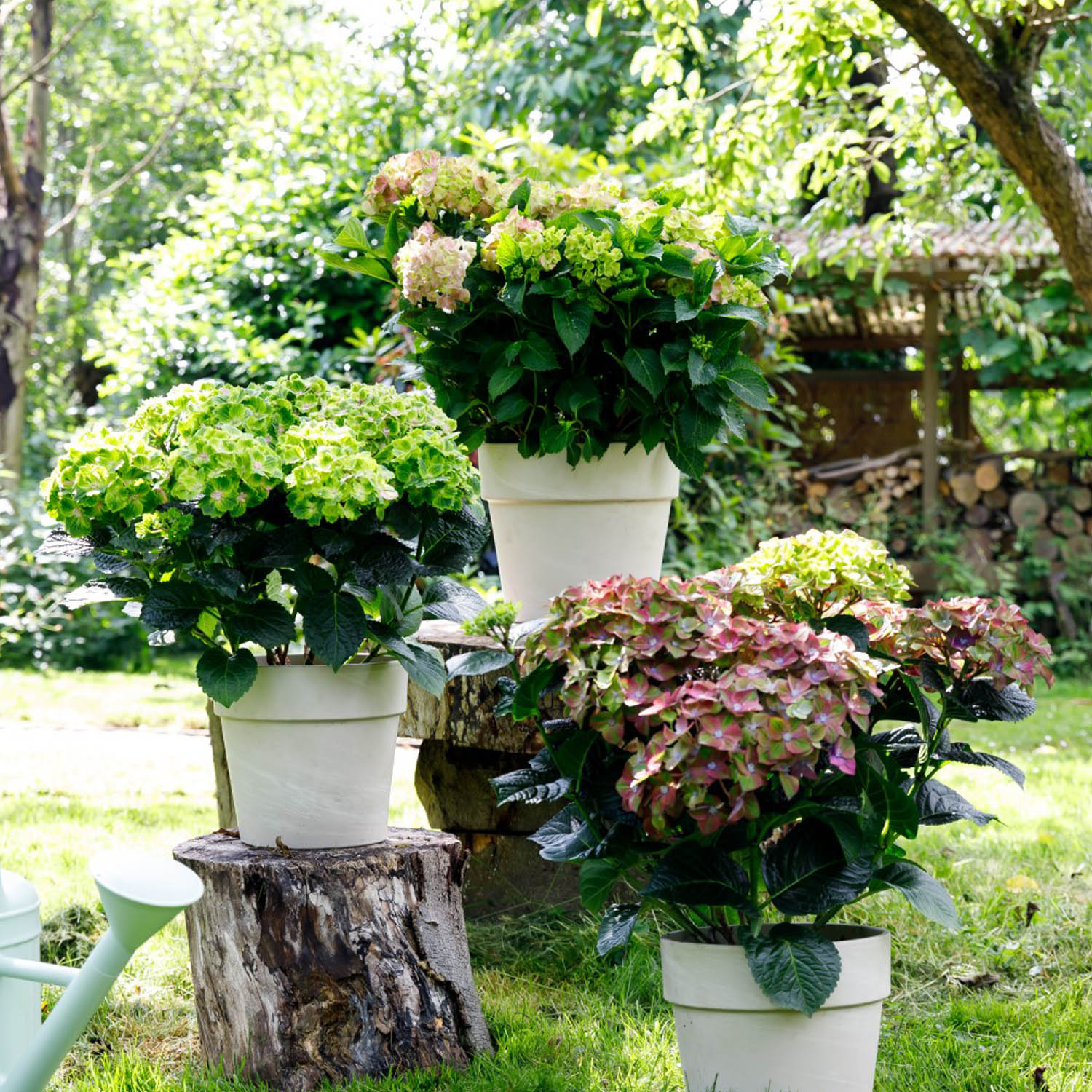 Ballhortensie 'Rembrandt® Rosso Glory' Liefergröße: 30 - 40 cm