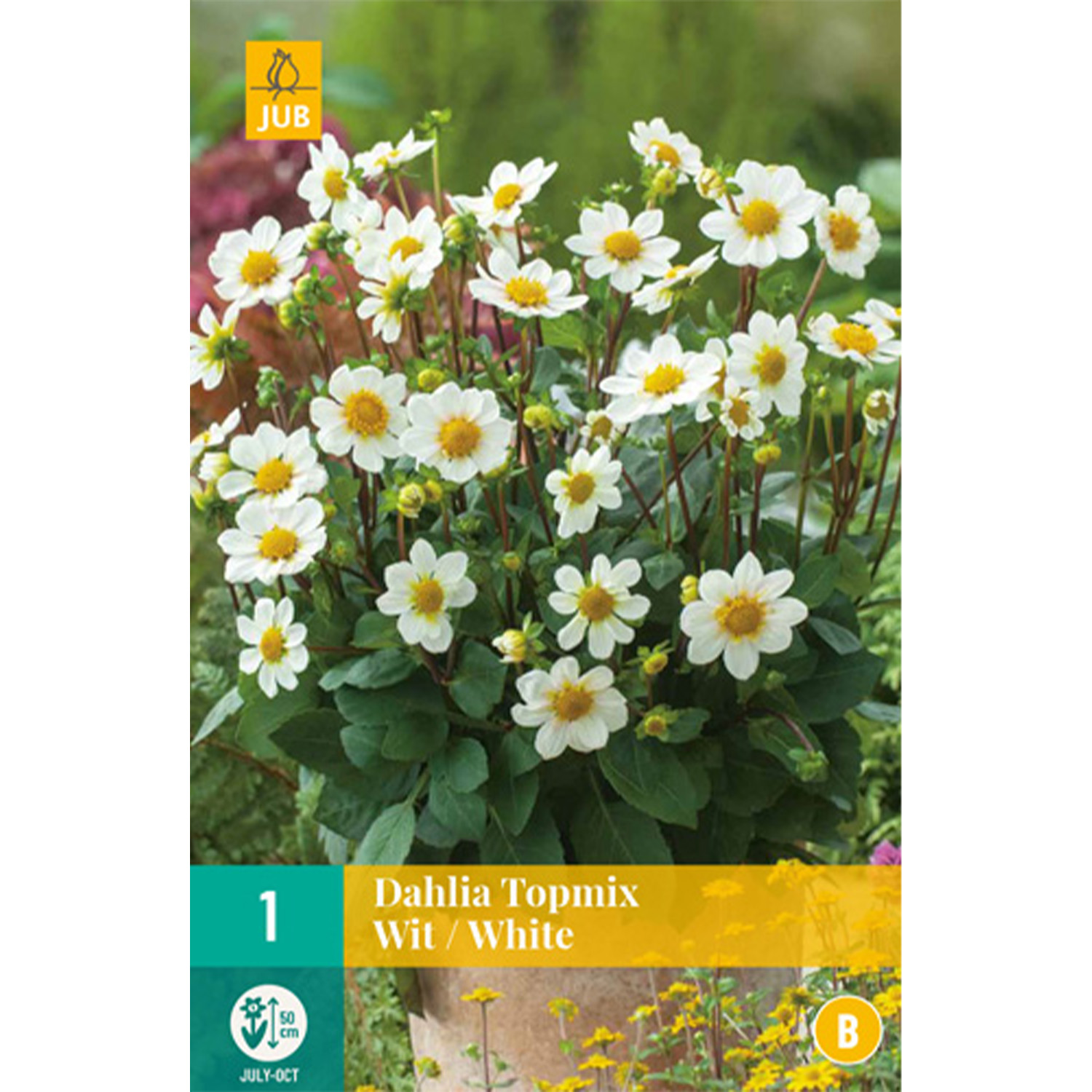 Dahlie Topmix in weiß Lieferform: Blumenzwiebelbeutel mit Bildkarte