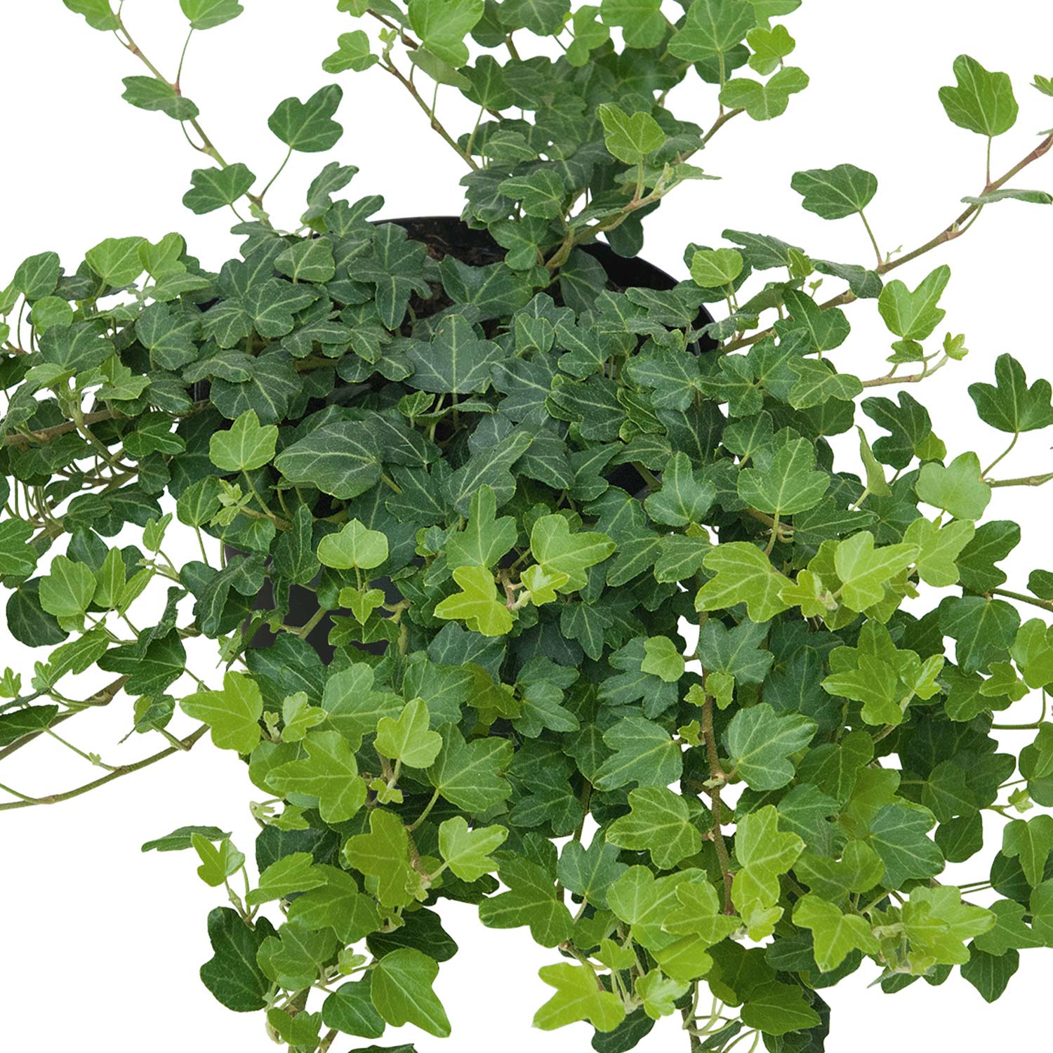 Efeu 'Duckfoot' Lieferform: im 10,5 cm Topf