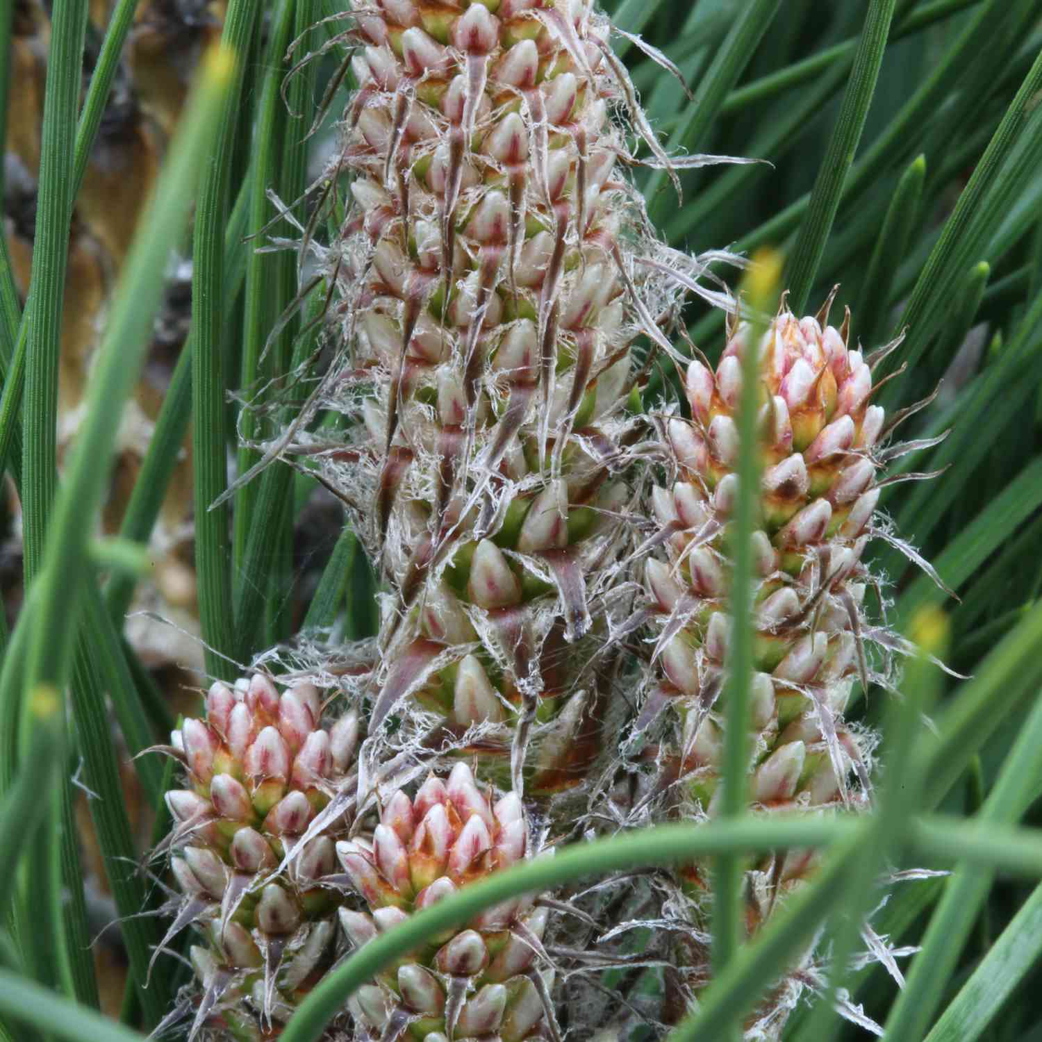 Säulenschwarzkiefer 'Green Tower' Säulenschwarzkiefer 'Green Tower'