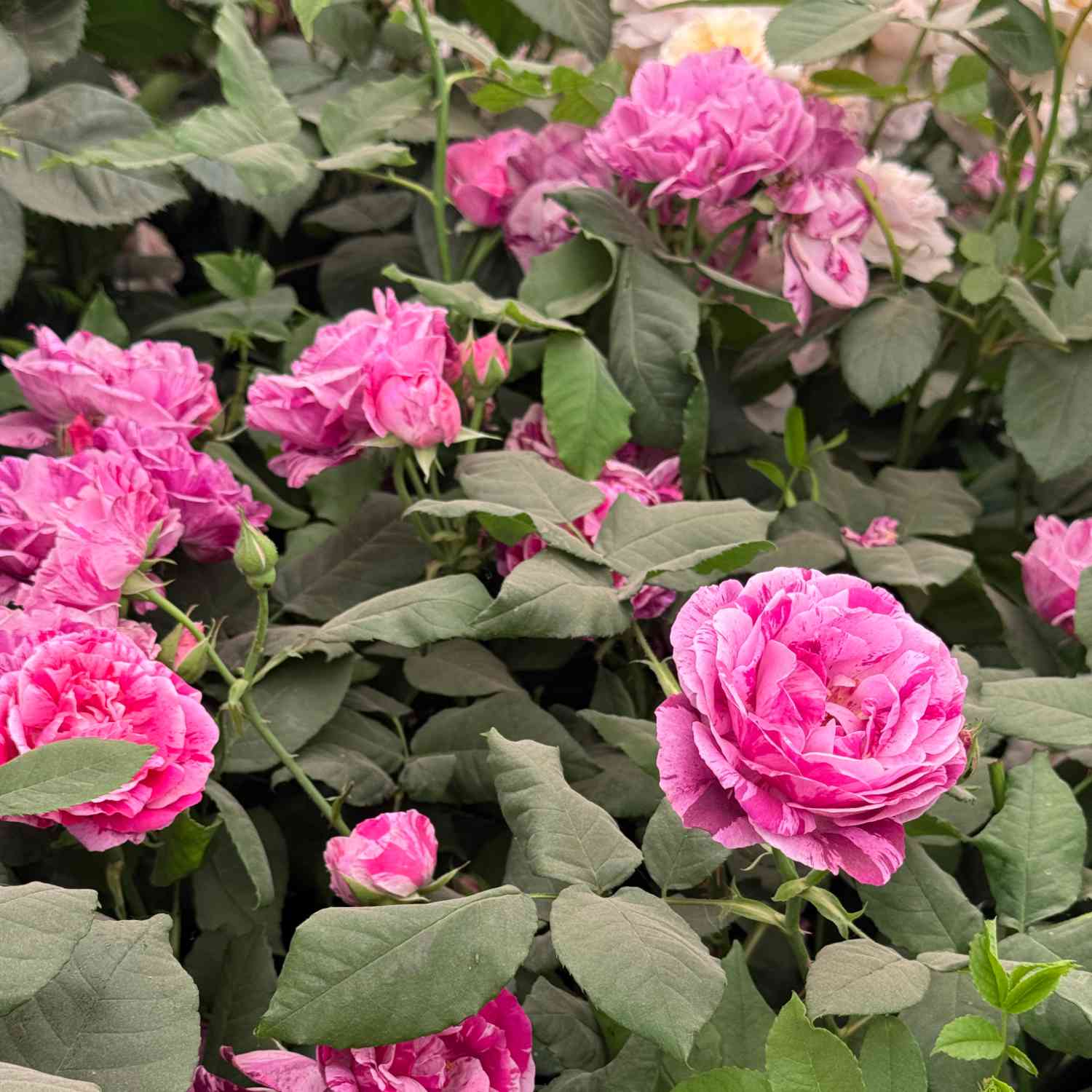 Historische Rose 'Ferdinand Pichard' Historische Rose 'Ferdinand Pichard'