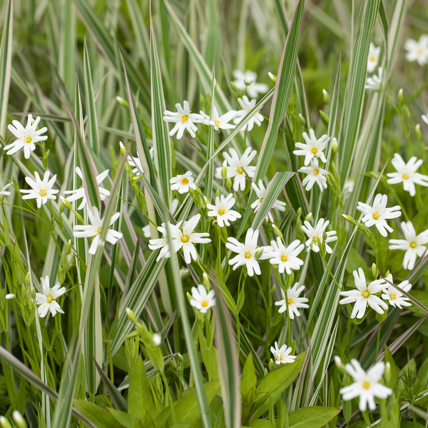 Großblütige Sternmiere Echtes Süßholz 'Ewiges Gemüse® Süßholz'