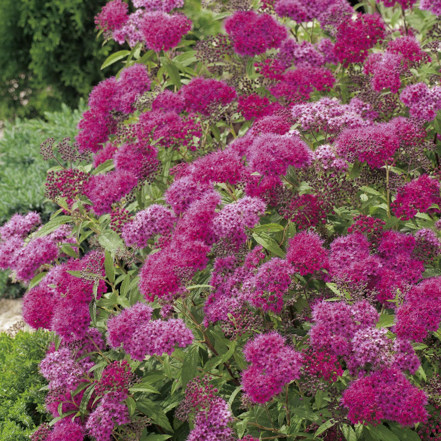 Rote Sommerspiere 'Anthony Waterer', 1,5 Liter, 20 - 30 cm Liefergröße: 20 - 30 cm