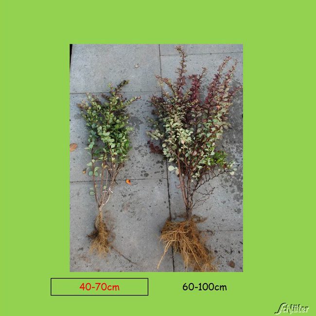 Kategorie <b>Rhododendren, Azaleen und Heide </b> - Blutberberitze 'Atropurpurea' Wurzelnackte Pflanze, 40-70 cm, 1 Pflanzen Liefergröße: 40-70 cm - Berberis thunbergii 'Atropurpurea'